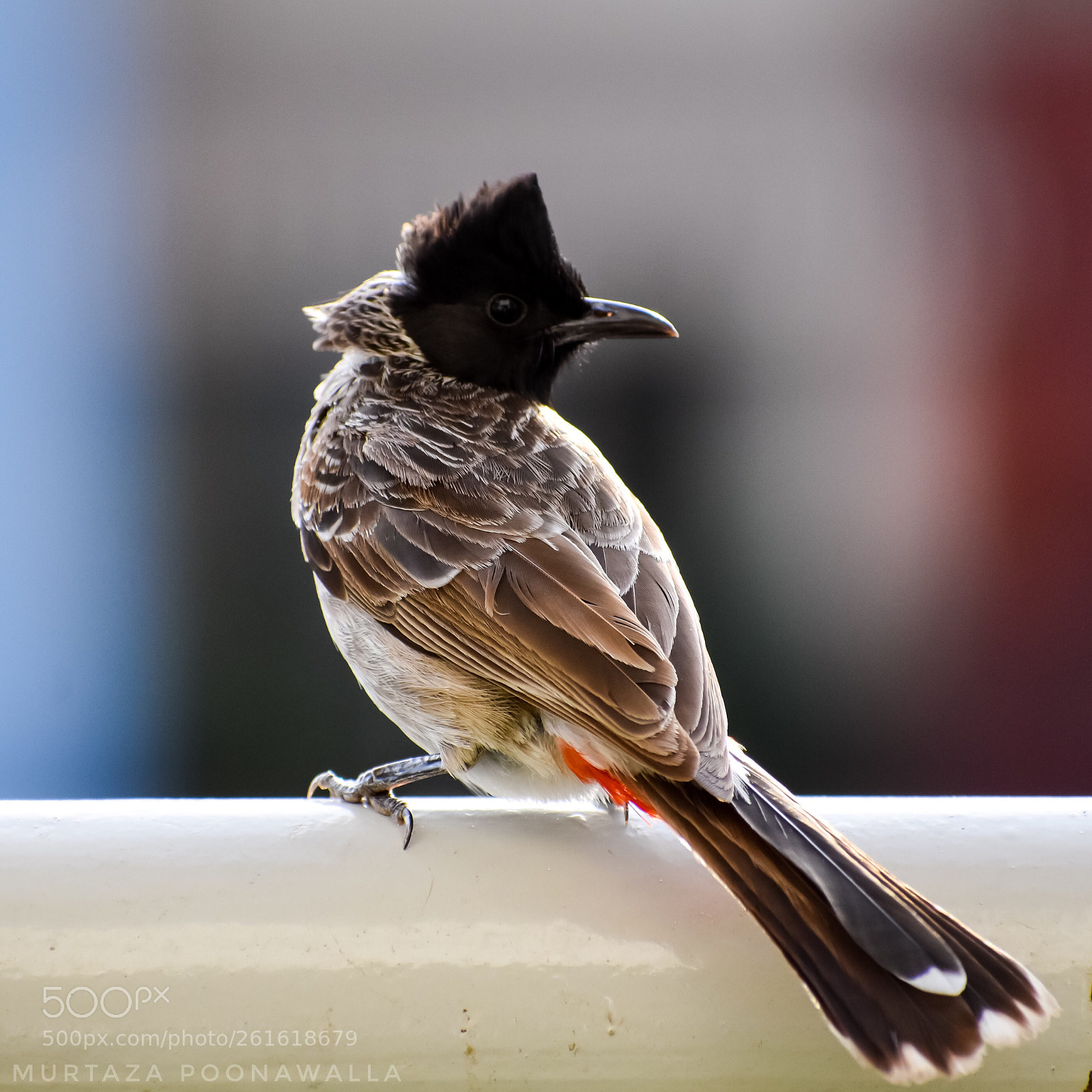 Nikon D5600 sample photo. The red-vented bulbul photography