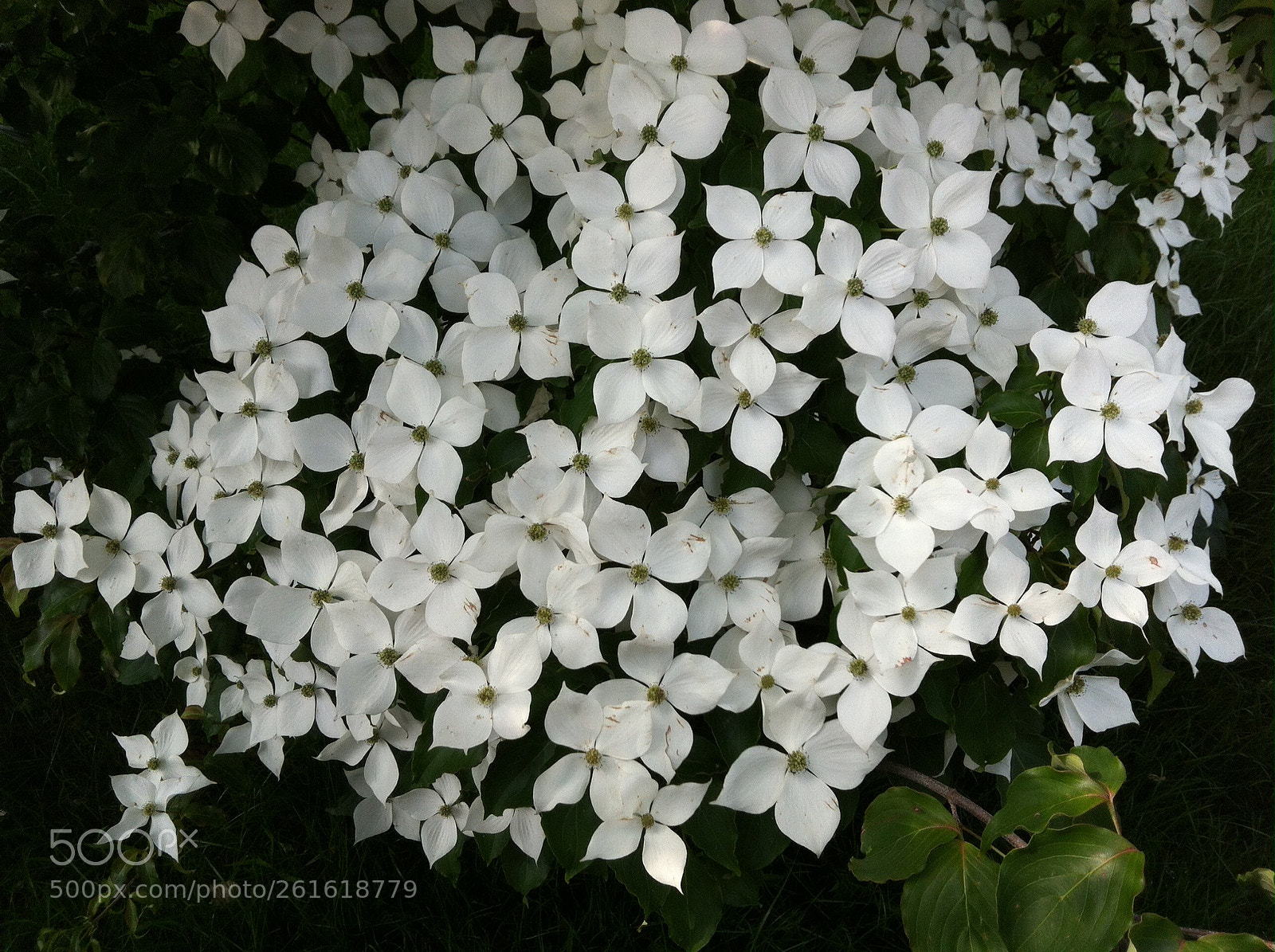 Apple iPhone 4 sample photo. White flower photography
