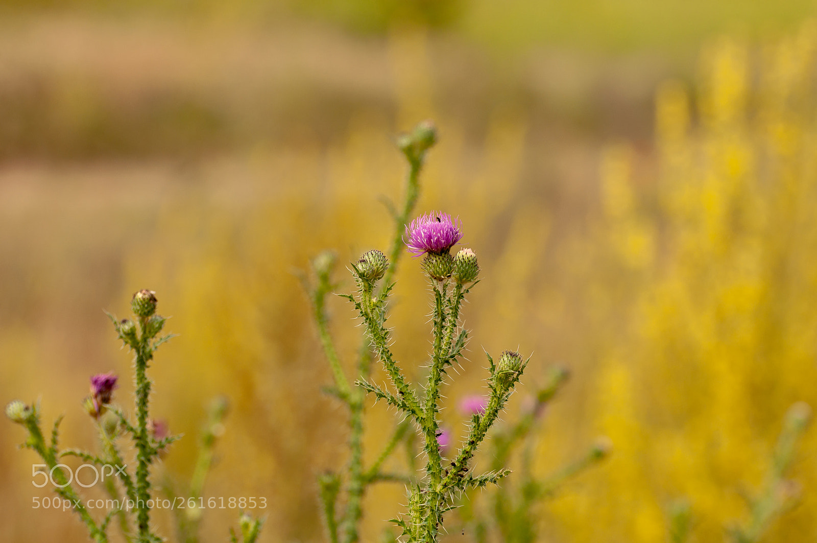 Nikon D90 sample photo. Meadow photography