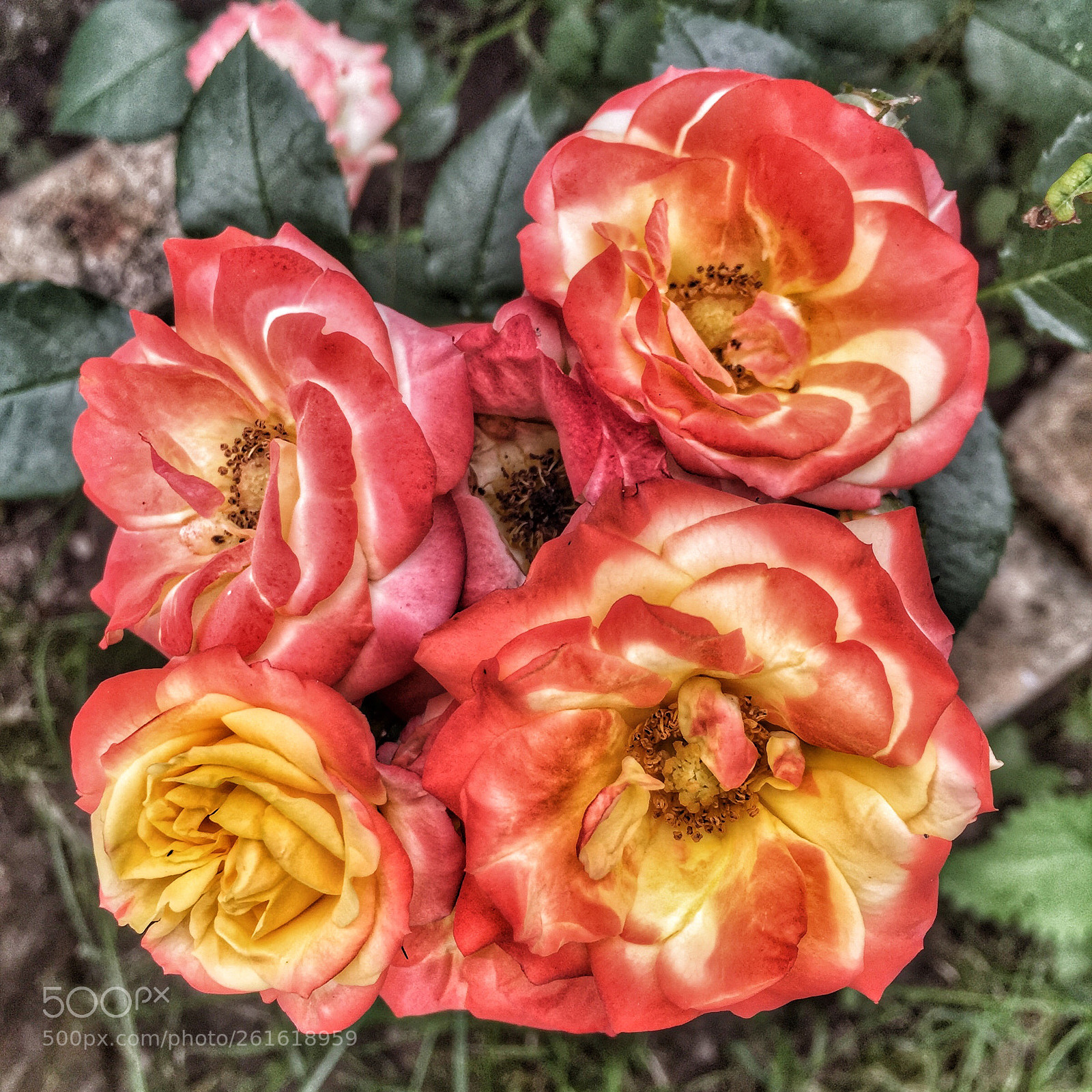 Apple iPhone 6 sample photo. Rose photography