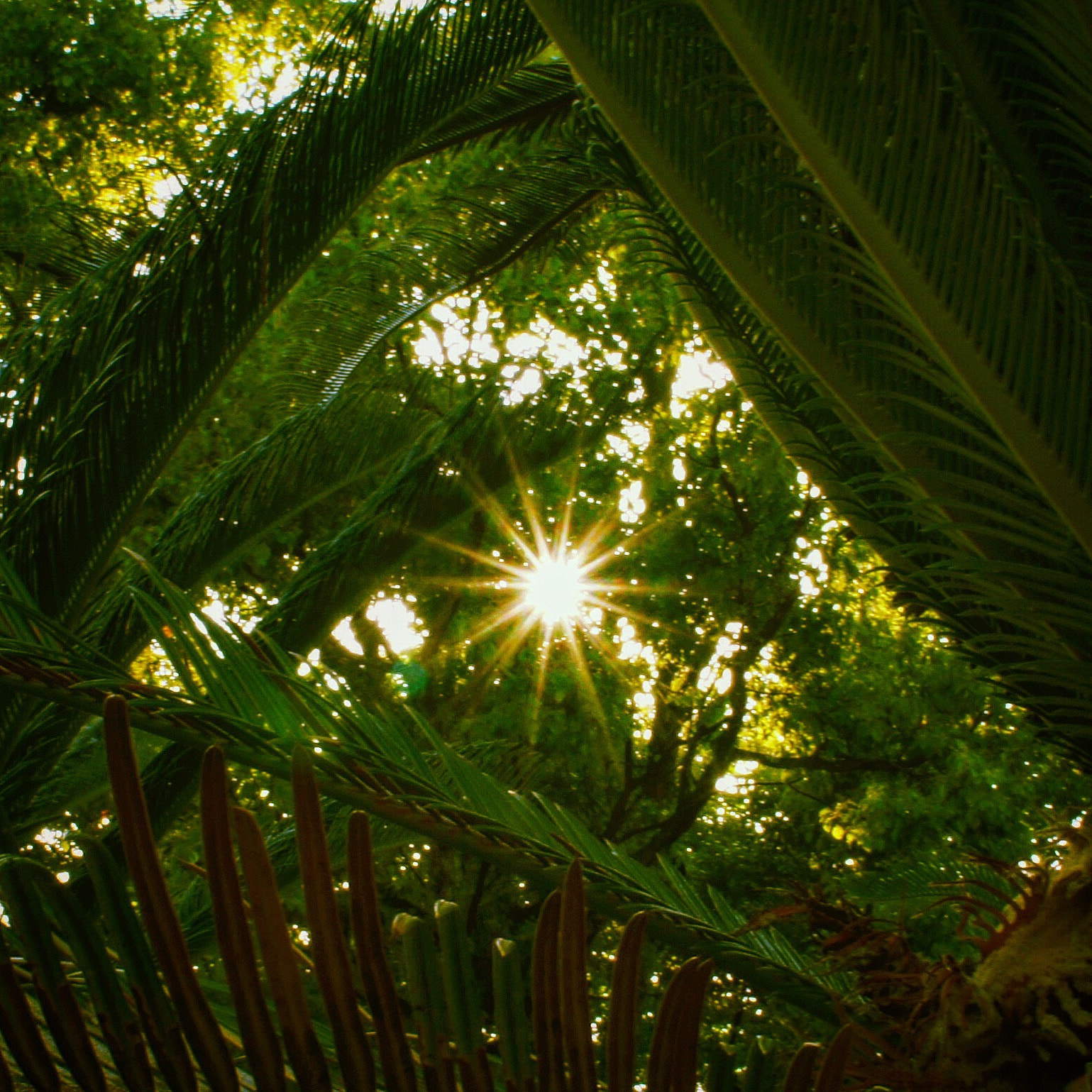 Sony Alpha NEX-5 sample photo. Nature photography