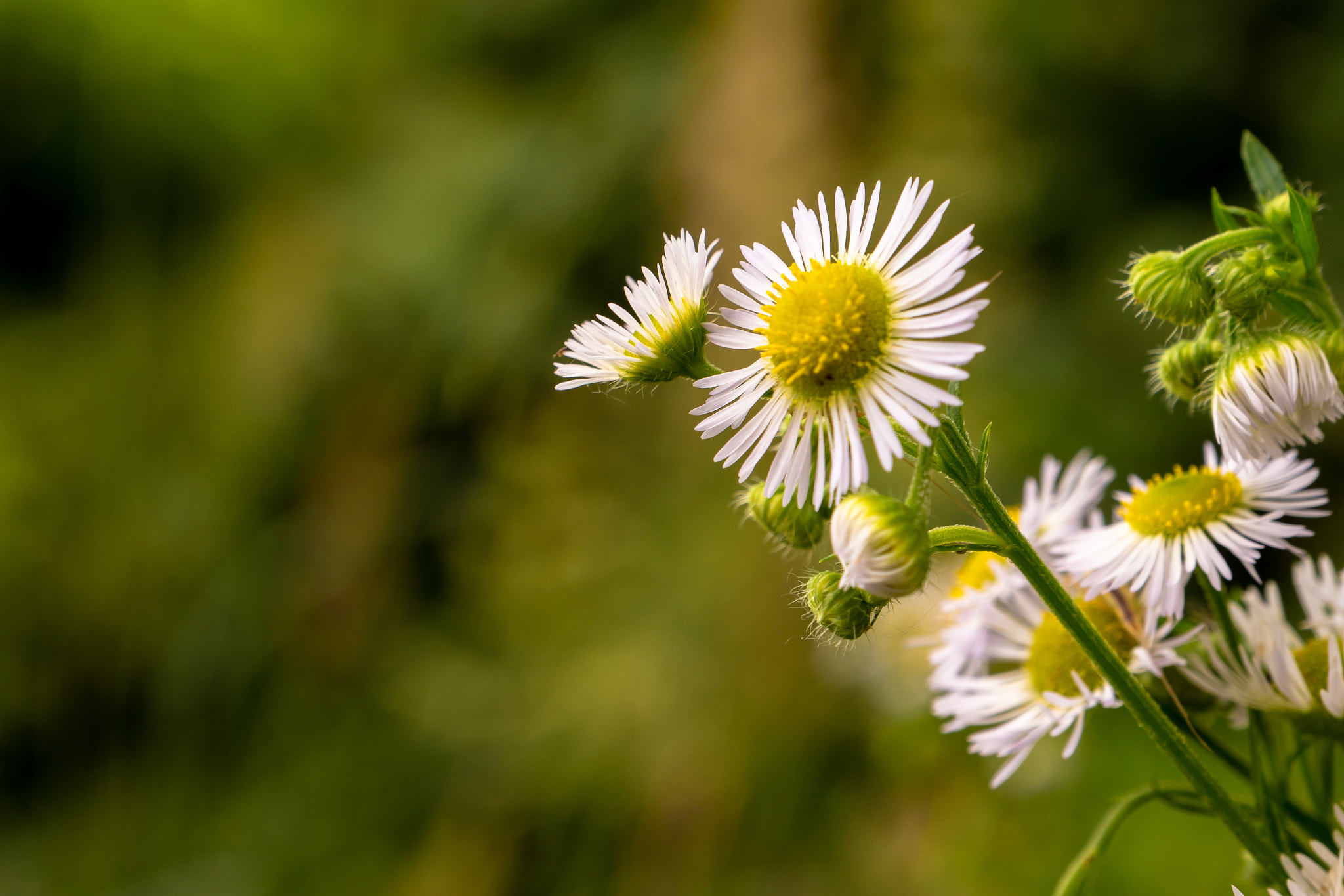Panasonic Lumix DC-GH5 sample photo. Chamomile photography