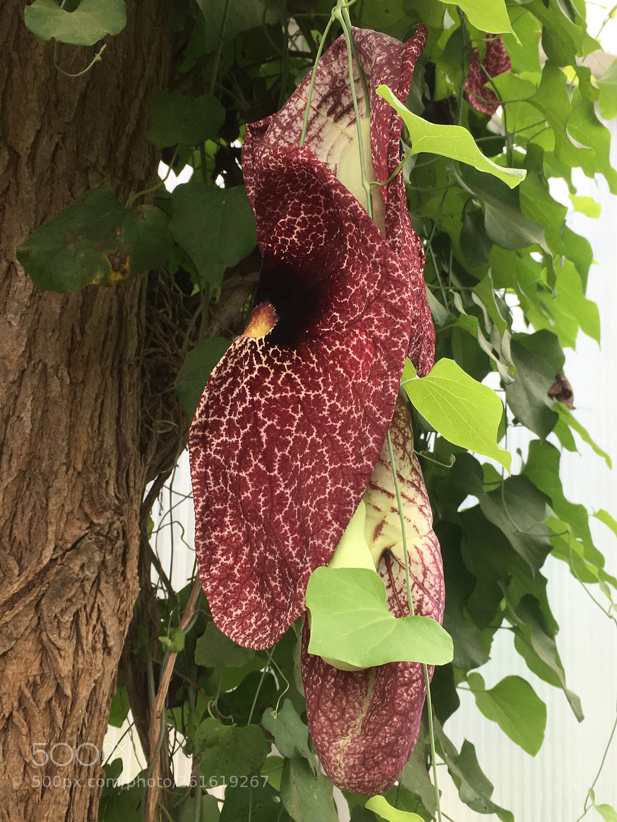 Apple iPhone SE sample photo. Flower power 2018 photography