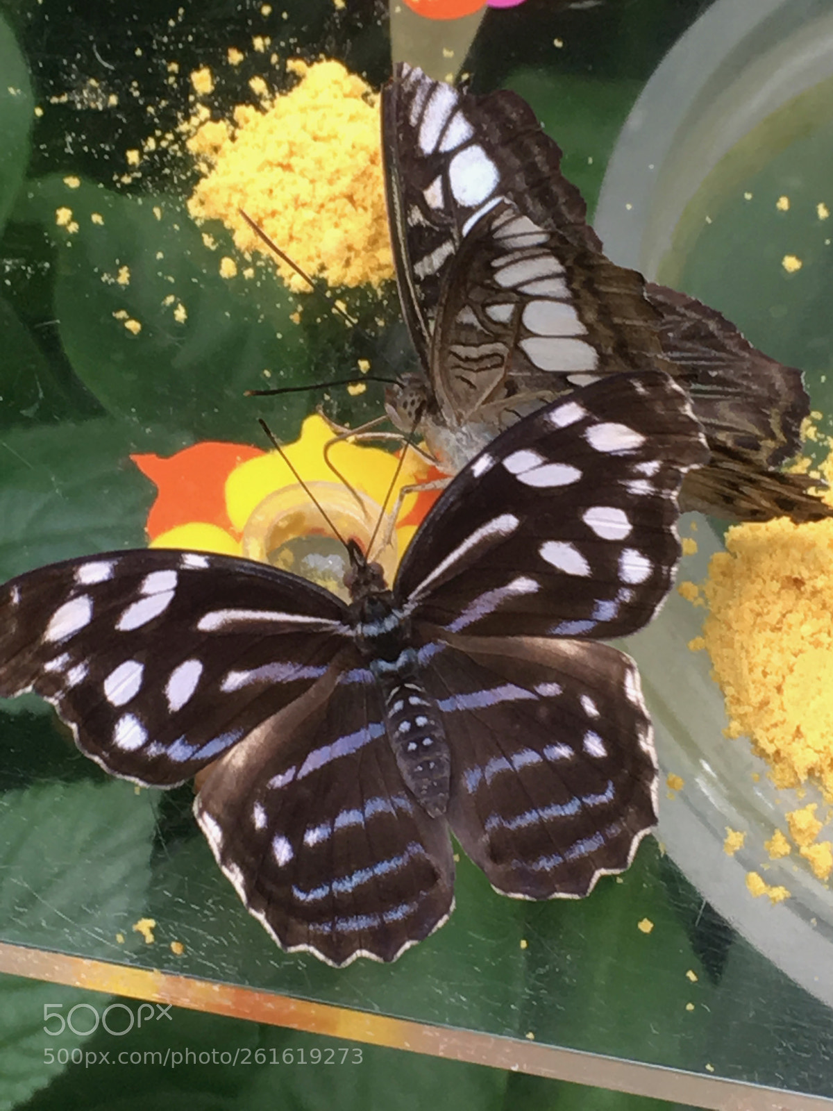 Apple iPhone SE sample photo. Schmetterling 2 photography