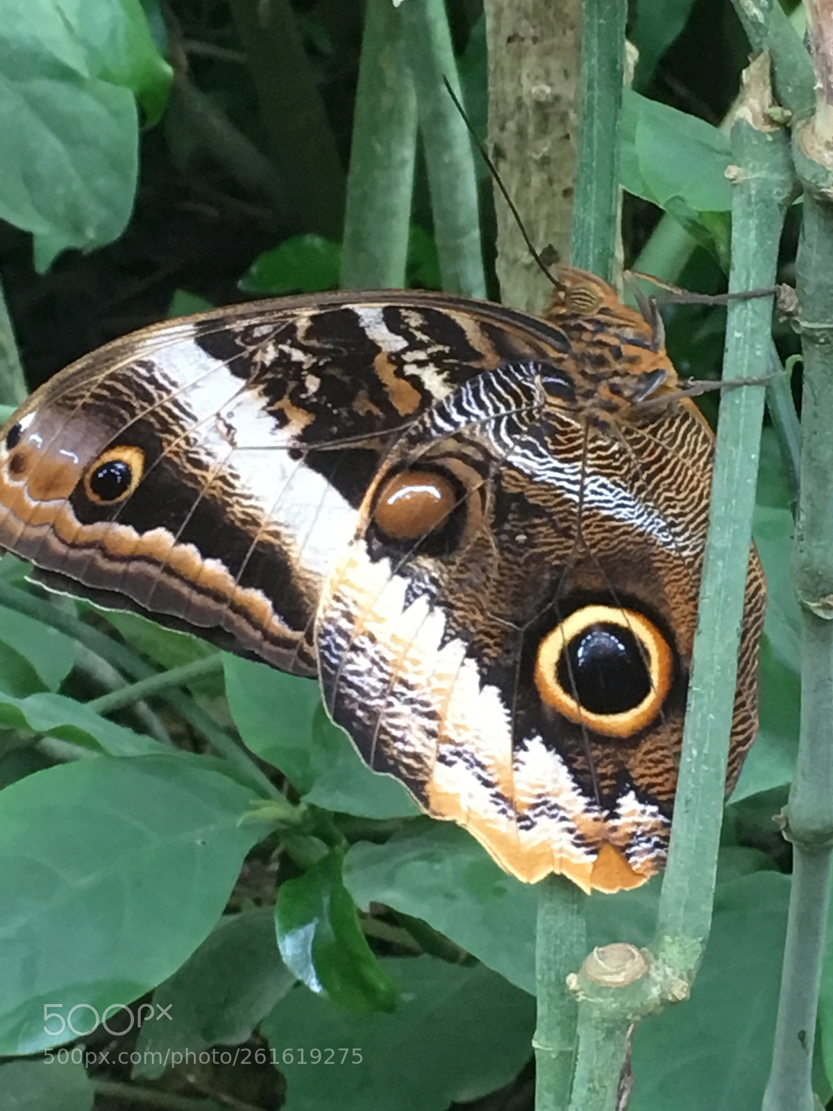 Apple iPhone SE sample photo. Schmetterling 3 photography