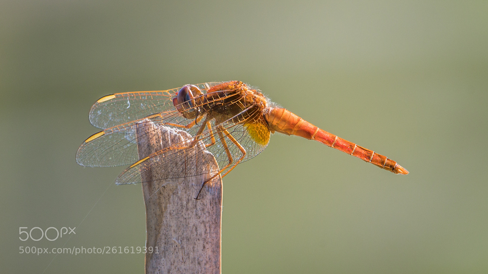 Nikon D7500 sample photo. Dragonfly photography