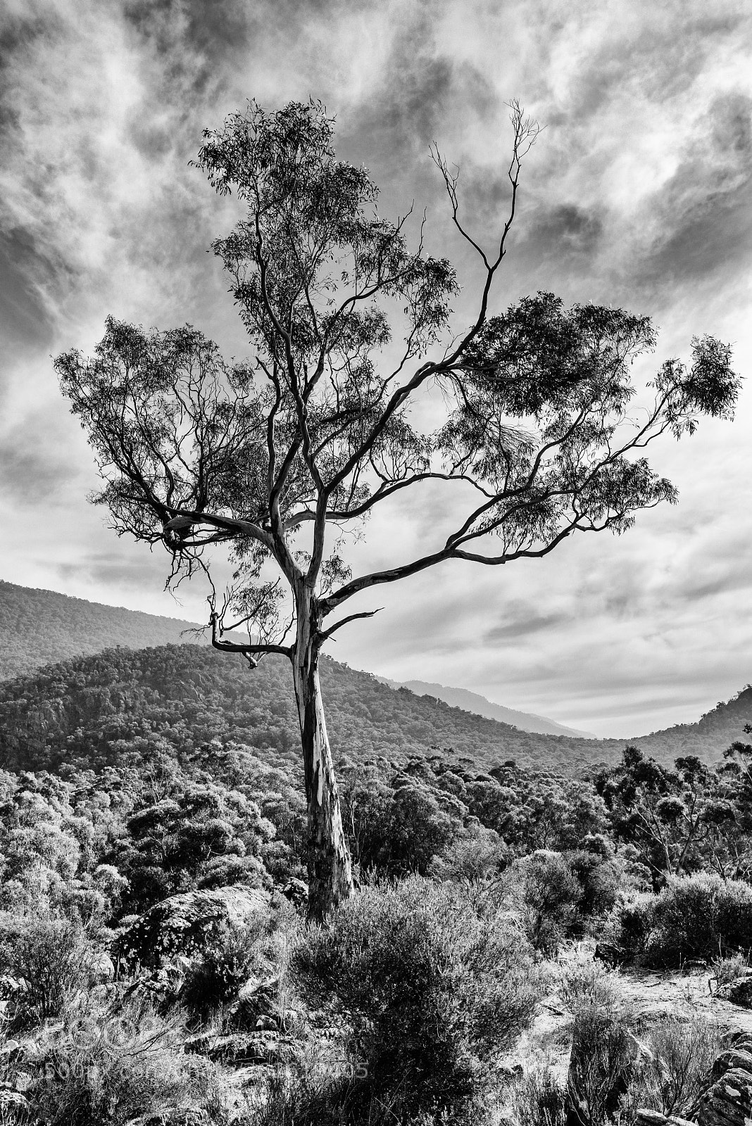 Nikon D810 sample photo. The lonely tree photography