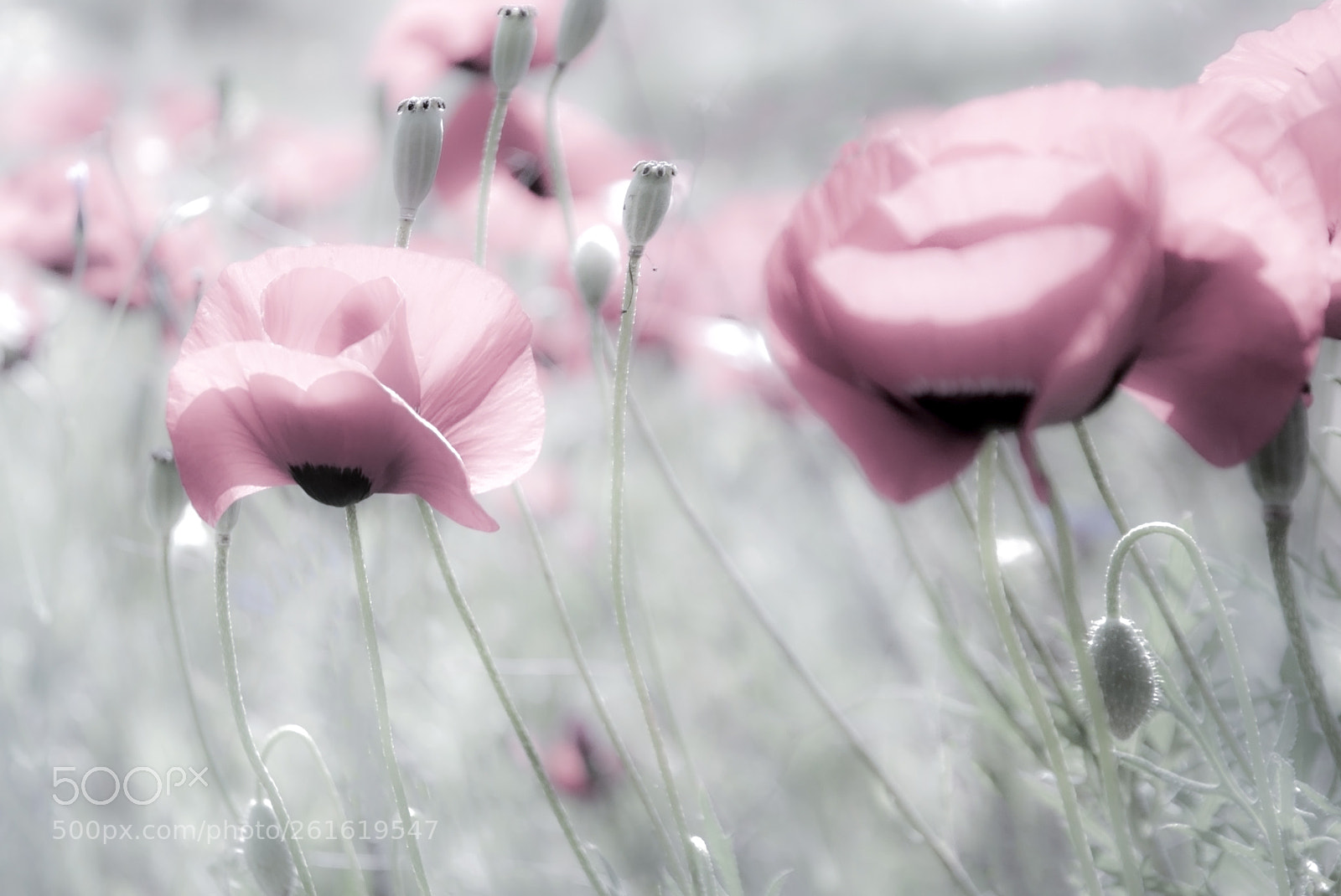 Nikon D90 sample photo. Poppy beauty photography