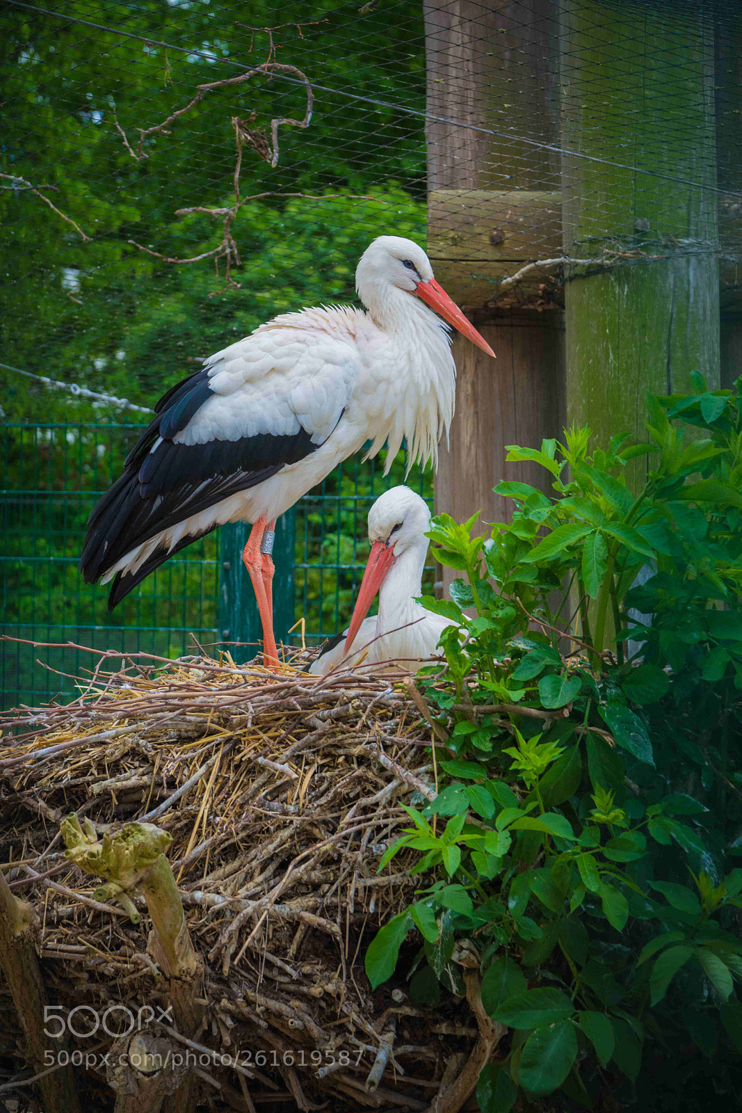 Nikon D5200 sample photo. Storks (strasbourg, alsace, france ) photography