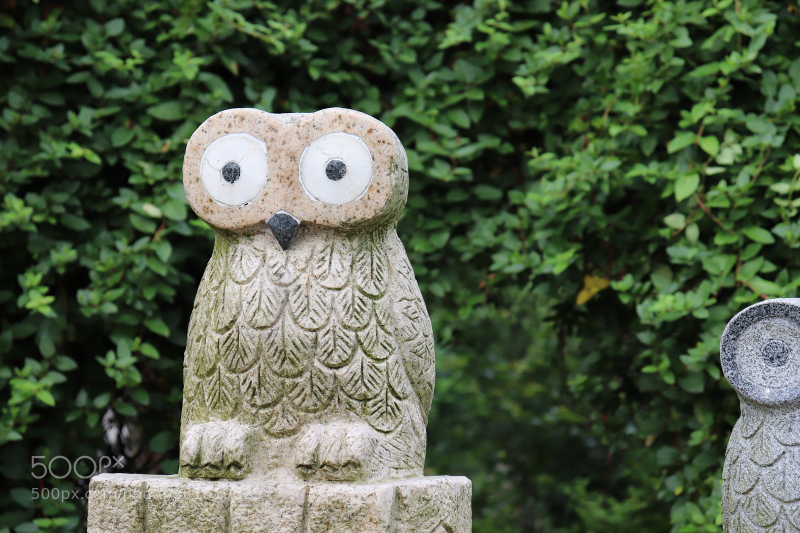 Canon EOS 200D (EOS Rebel SL2 / EOS Kiss X9) sample photo. The owl photography