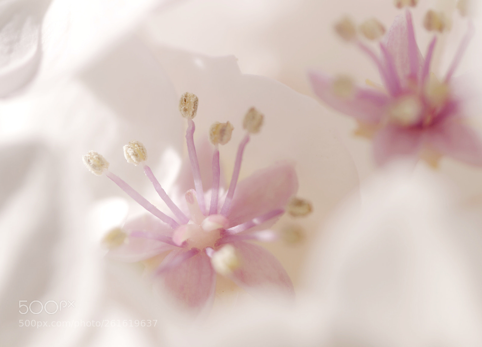 Nikon D3300 sample photo. Sweetie  photography