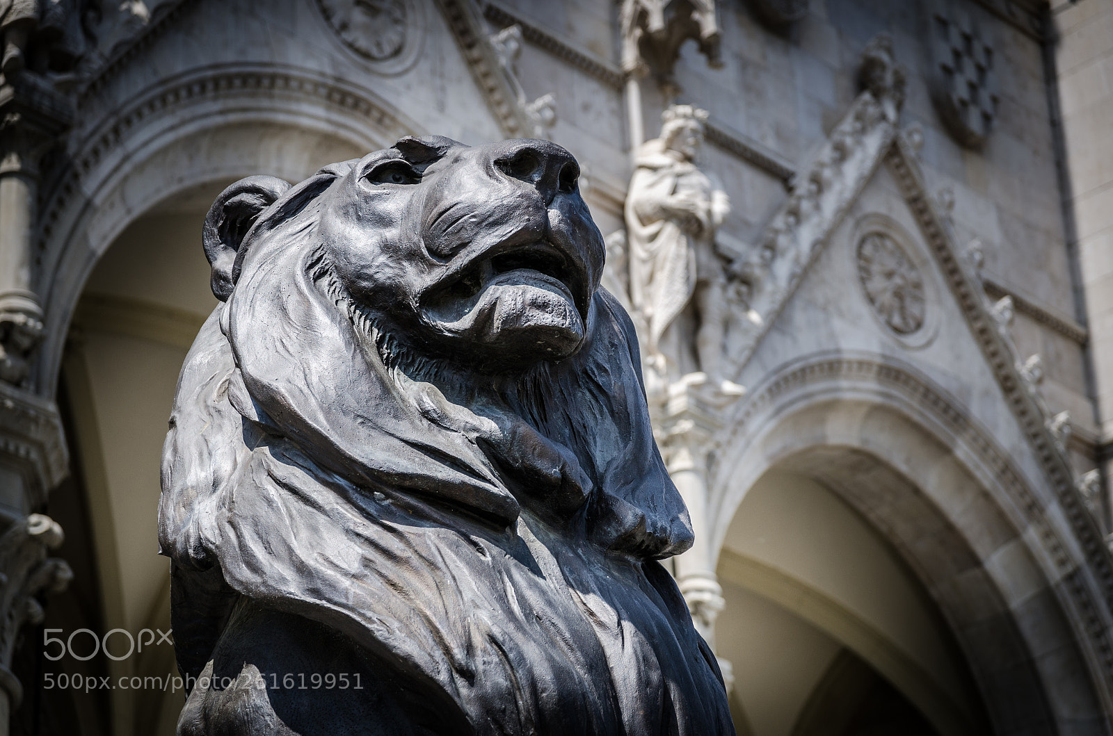 Nikon D7000 sample photo. Lion guard photography