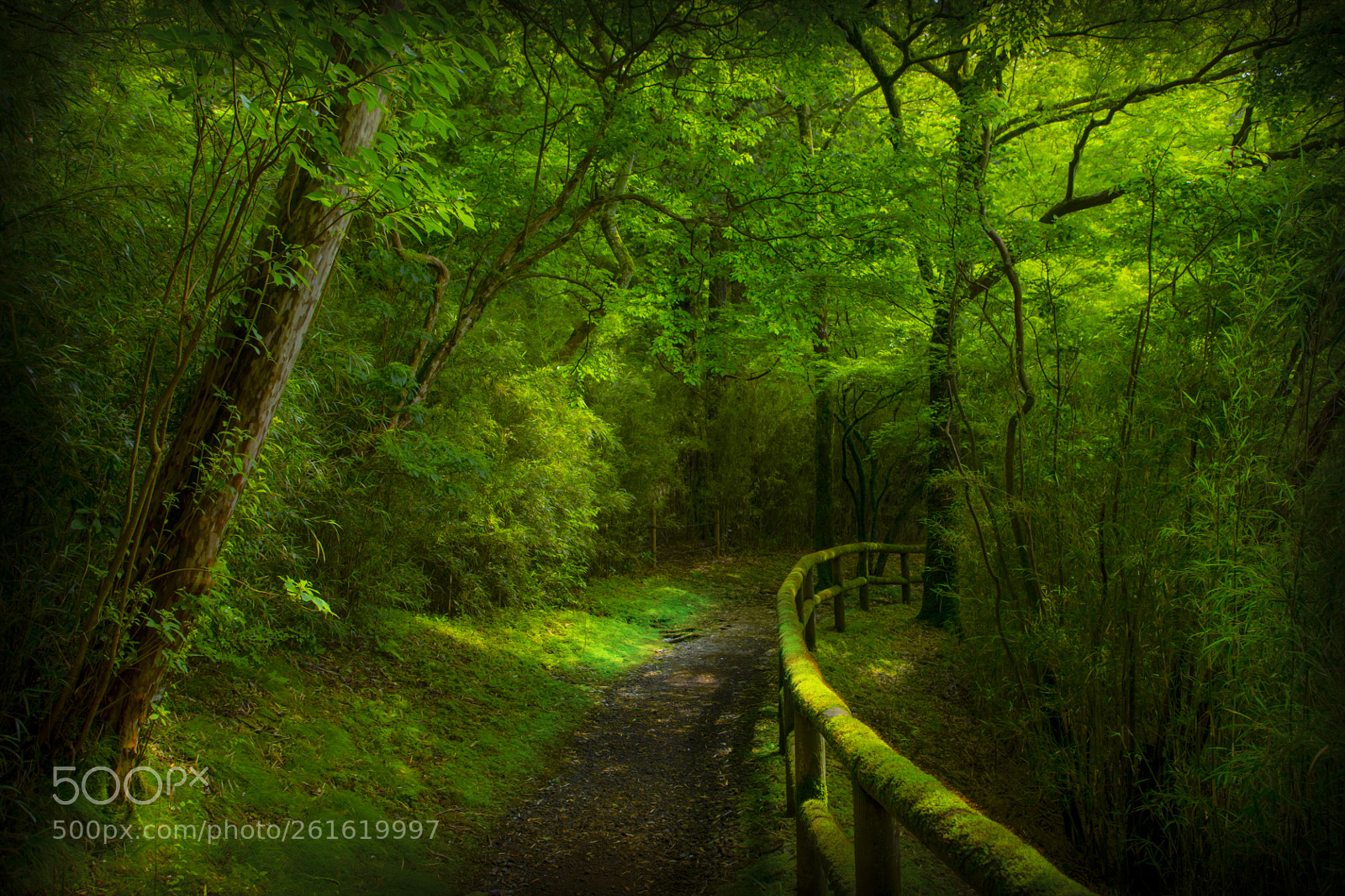 Canon EOS 5D Mark IV sample photo. The forest photography