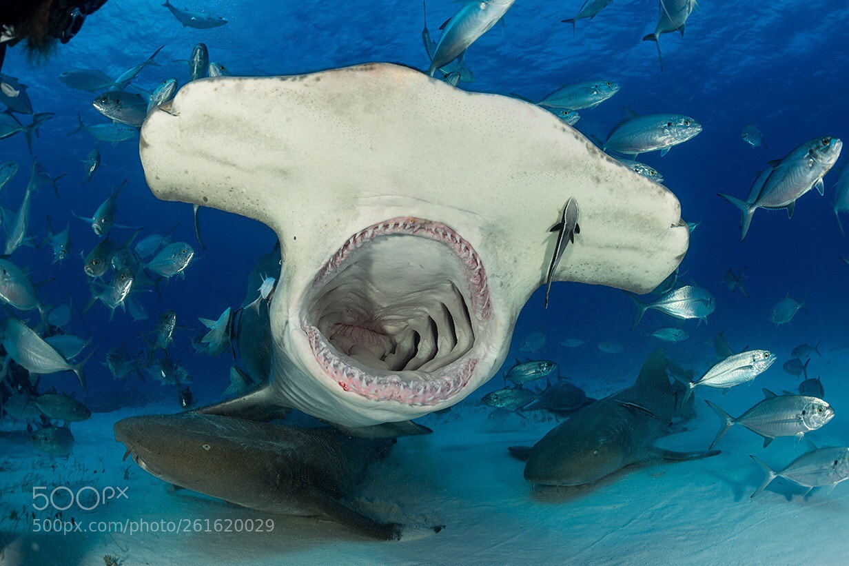 Nikon D800E sample photo. Hammerhead shark photography