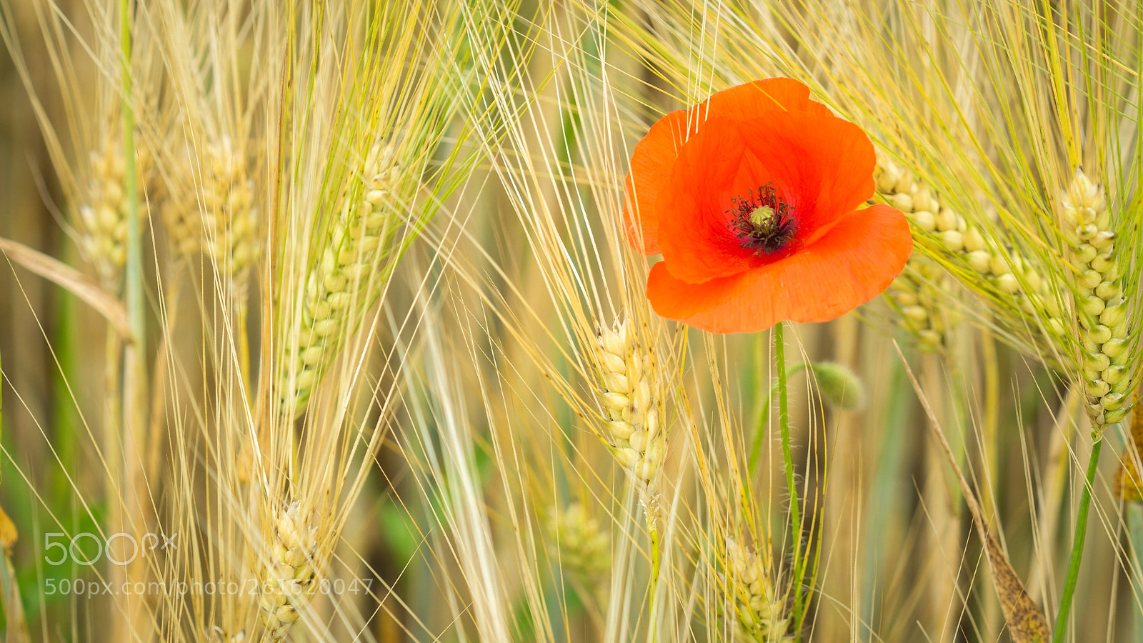 Sony a6000 sample photo. Klatschmohn (papaver rhoeas) photography