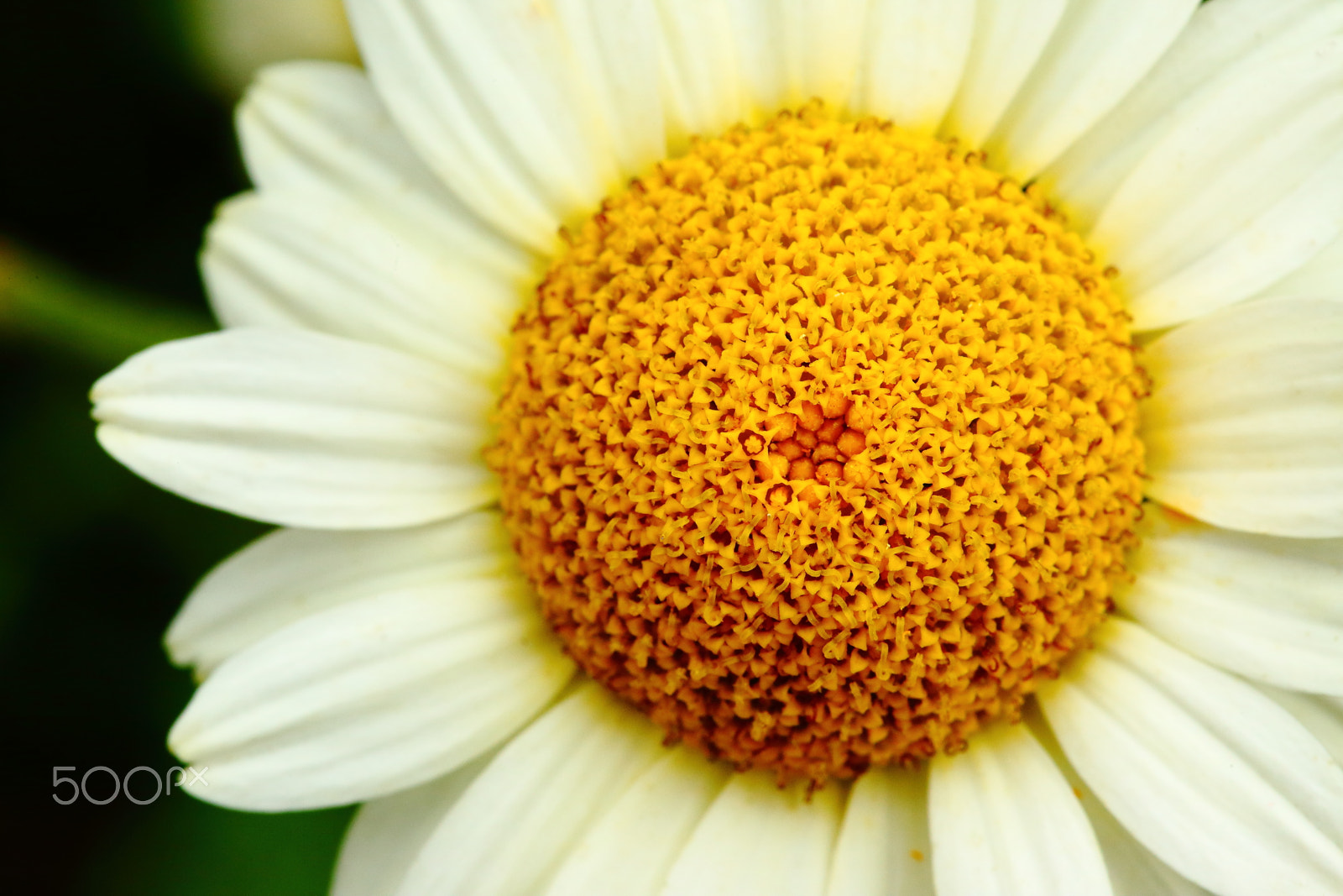 Canon EOS 5D Mark II + Canon EF 100mm F2.8 Macro USM sample photo. Sponge sun photography