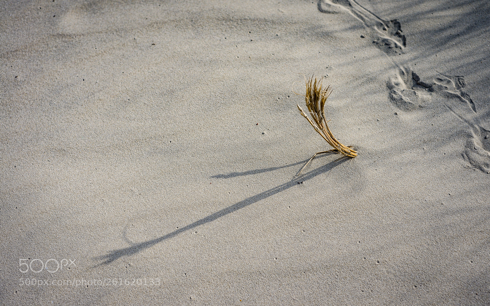 Nikon D800 sample photo. Spuren im sand photography