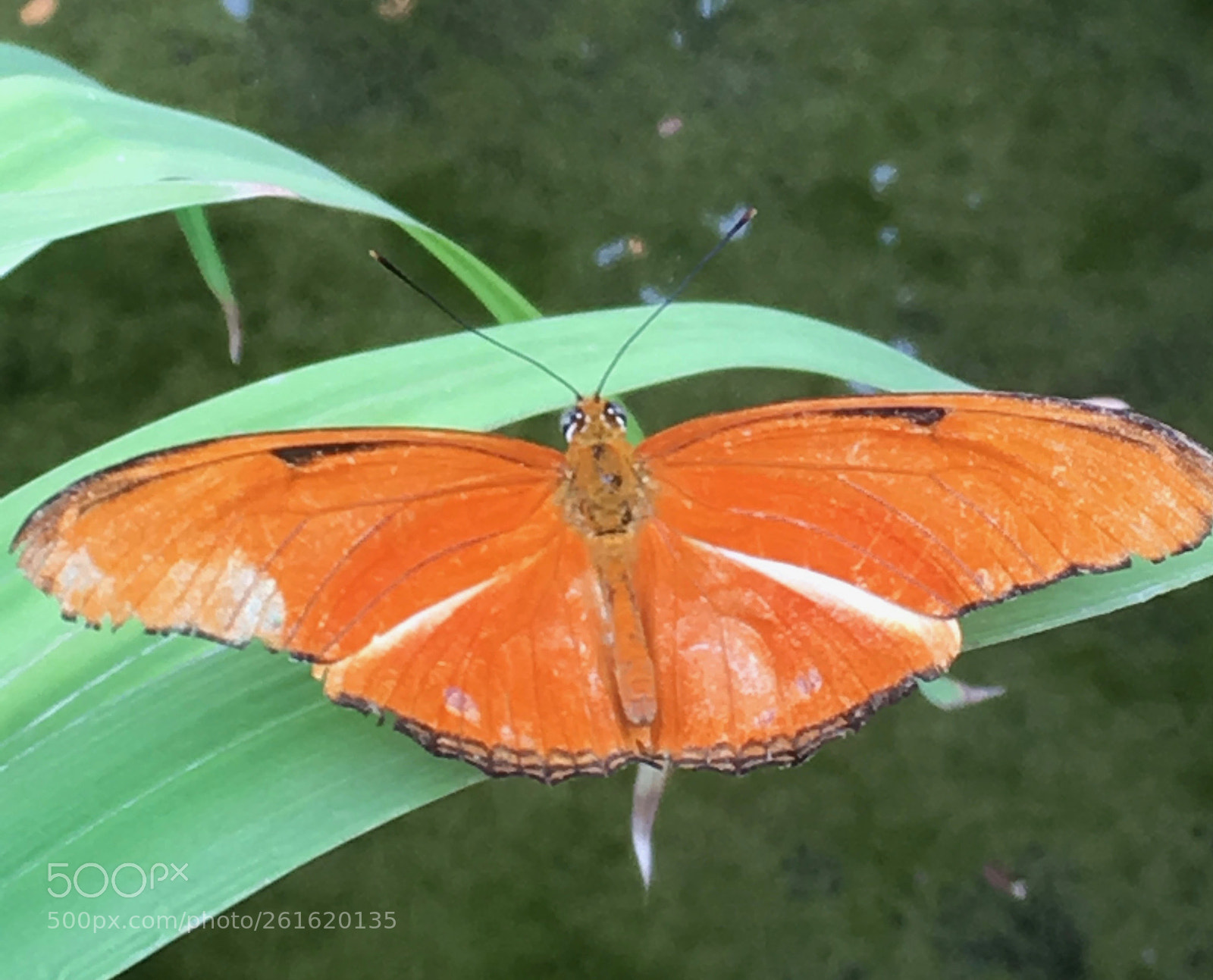 Apple iPhone SE sample photo. Schmetterling 4 photography