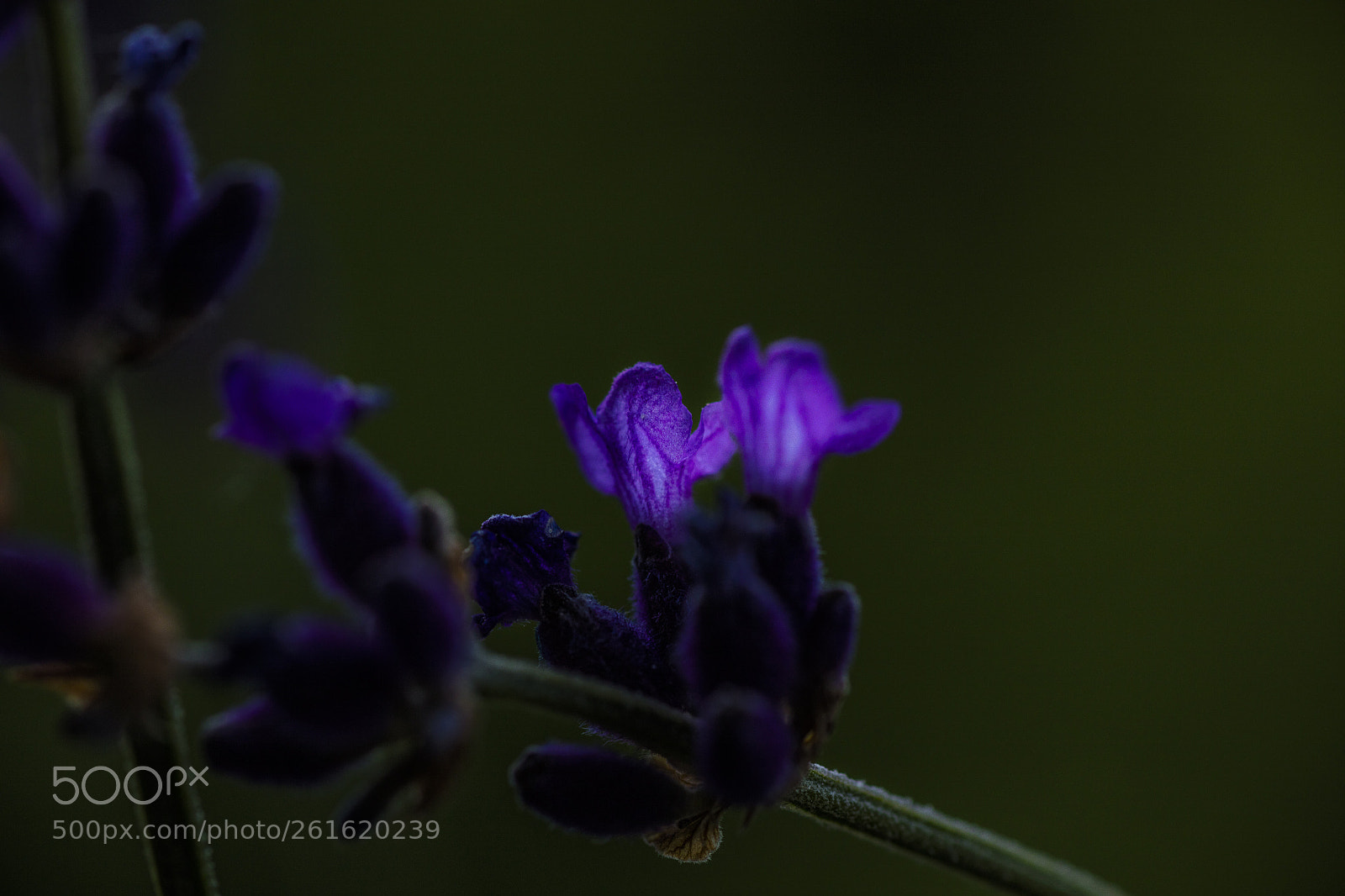 Canon EOS 5DS sample photo. Lavender photography