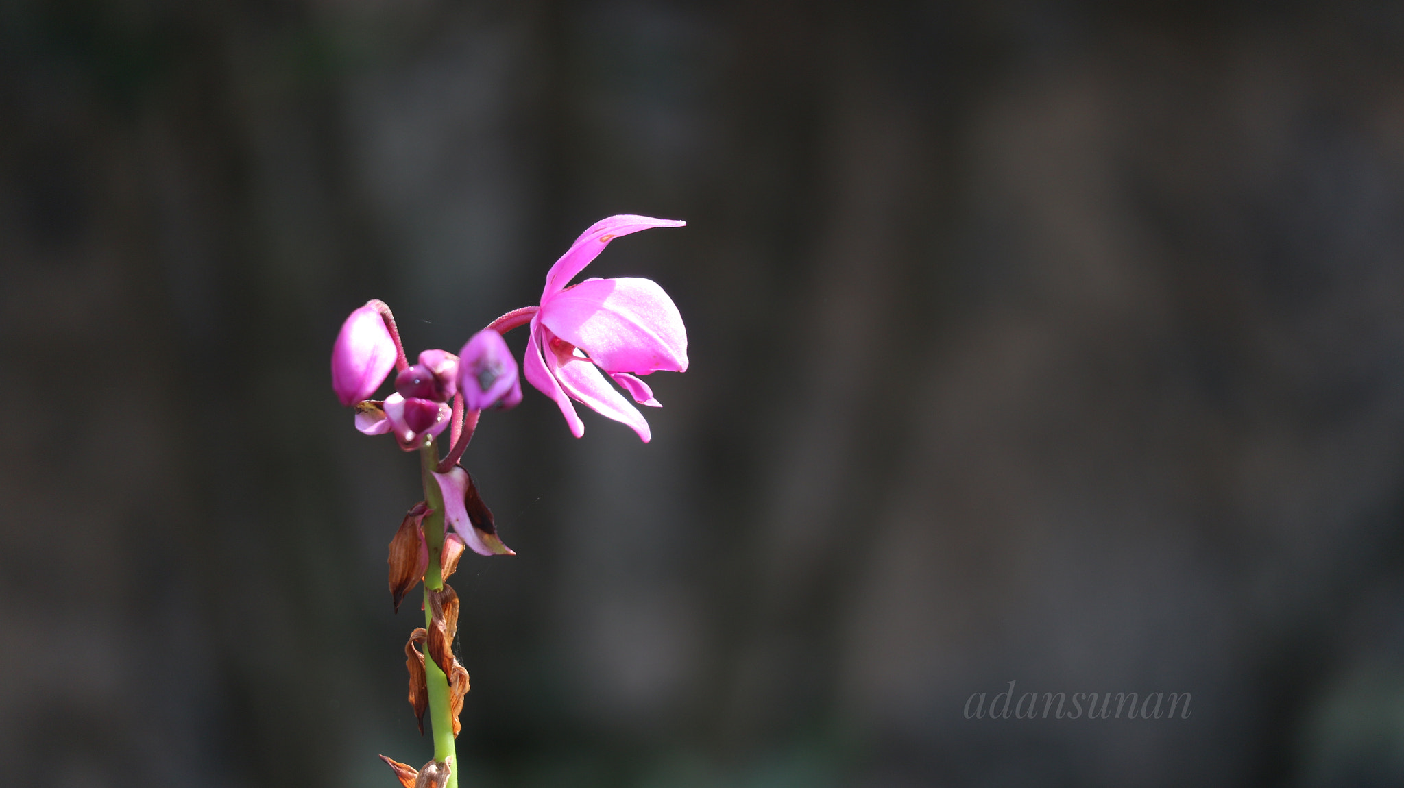 Canon EOS M10 sample photo. Nyalira wae photography