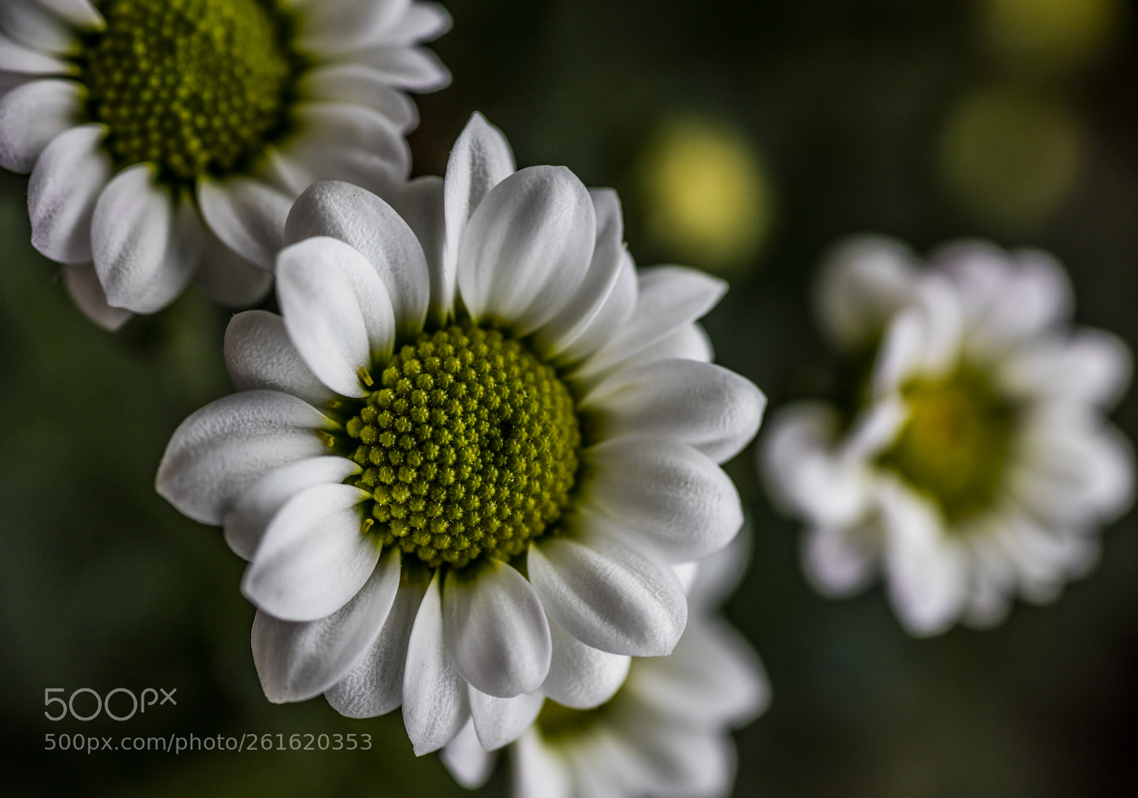 Canon EOS 5DS sample photo. Flower photography