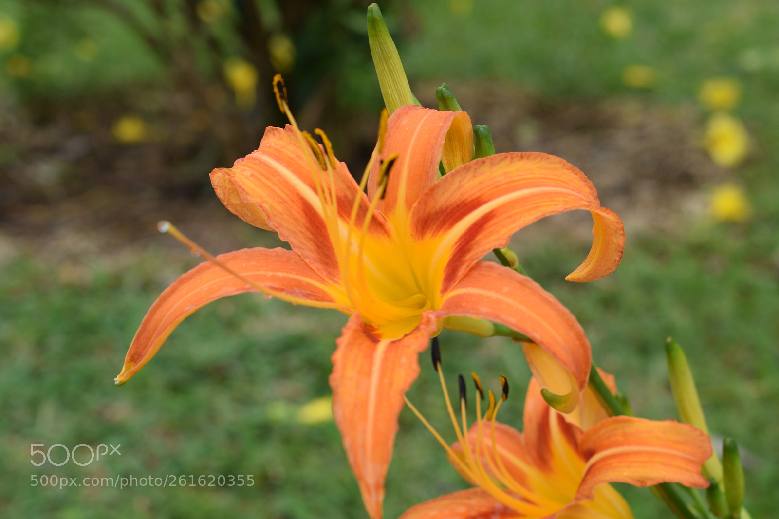 Nikon D5300 sample photo. Full bloom photography