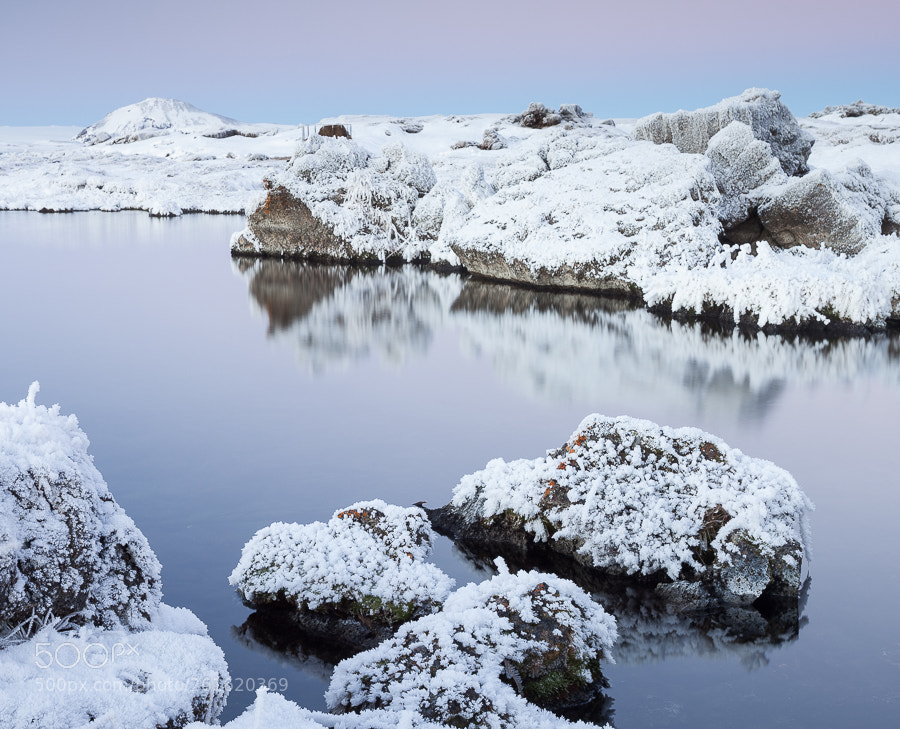 Canon EOS 5D Mark II sample photo. Frosted wheats photography