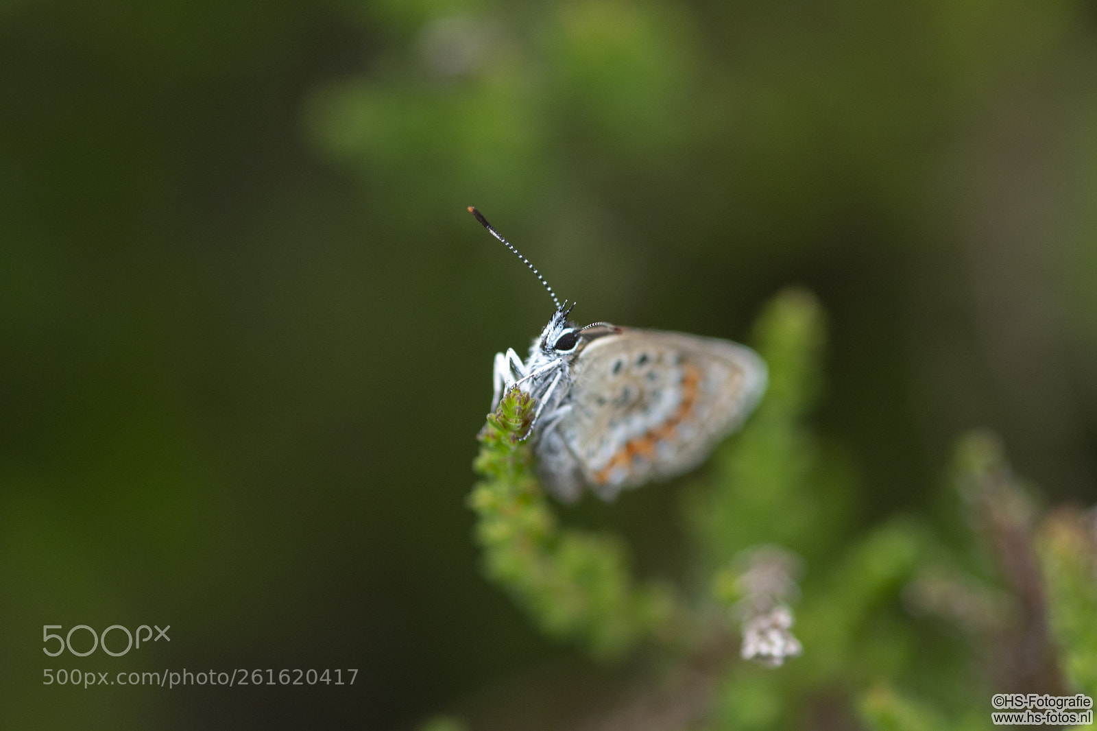 Nikon D500 sample photo. 1 blue butterfly blauwtjes photography