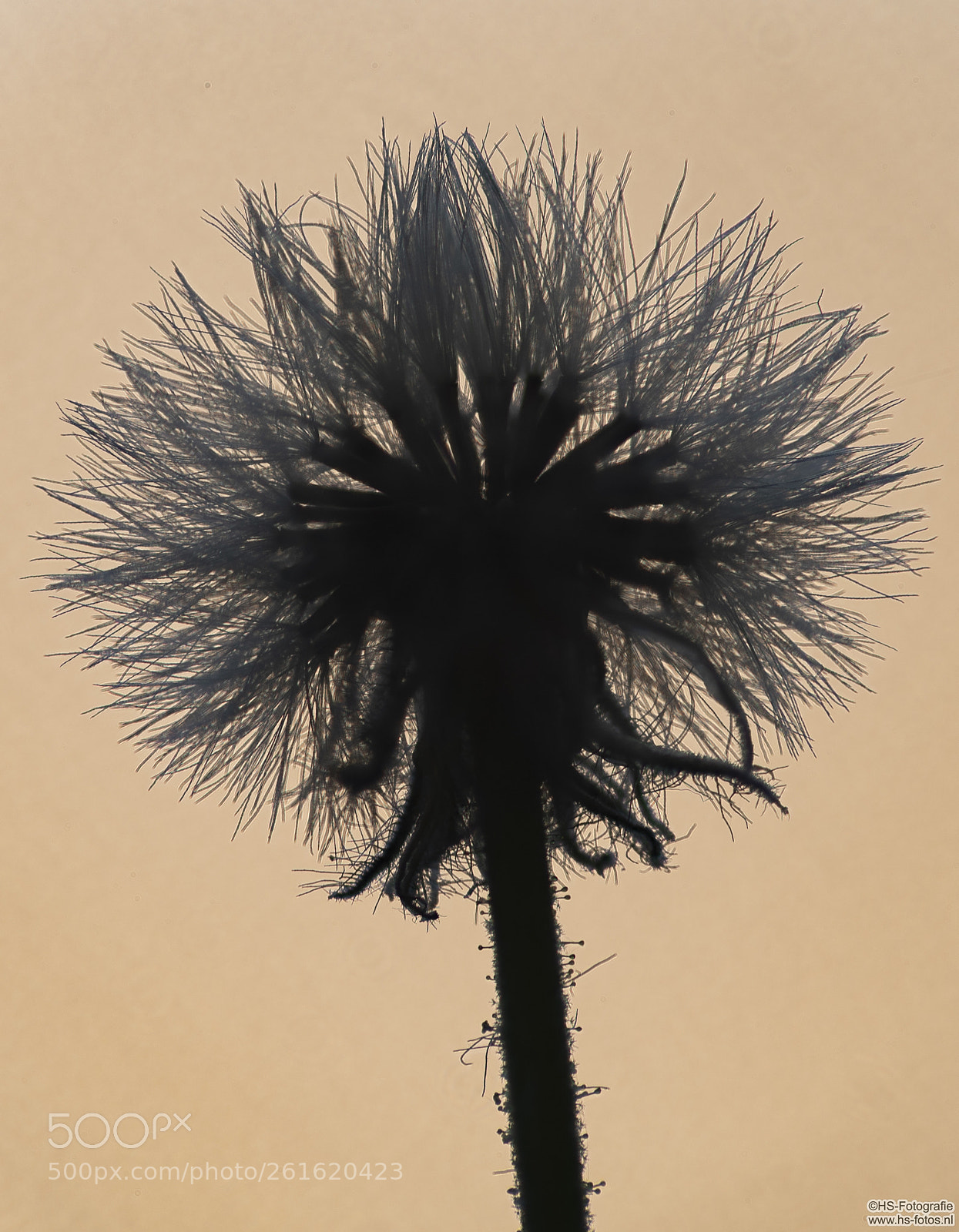Nikon D500 sample photo. Silhouette of a small photography