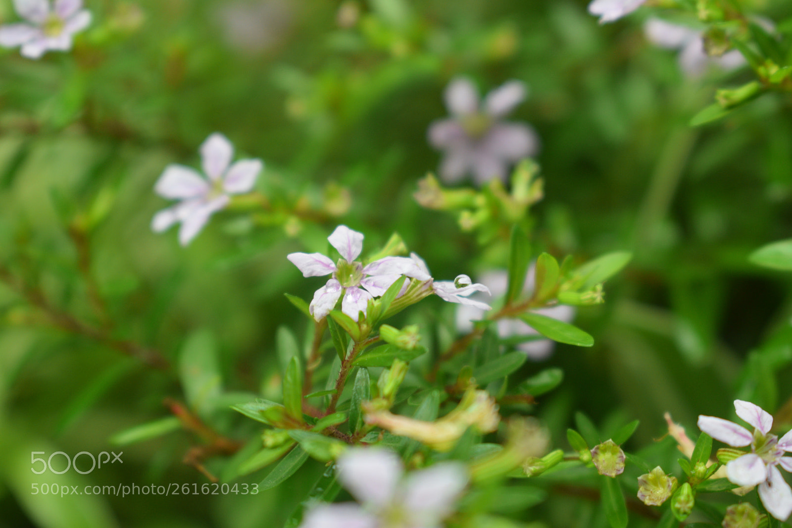 Nikon D5300 sample photo. Tiny miracle photography