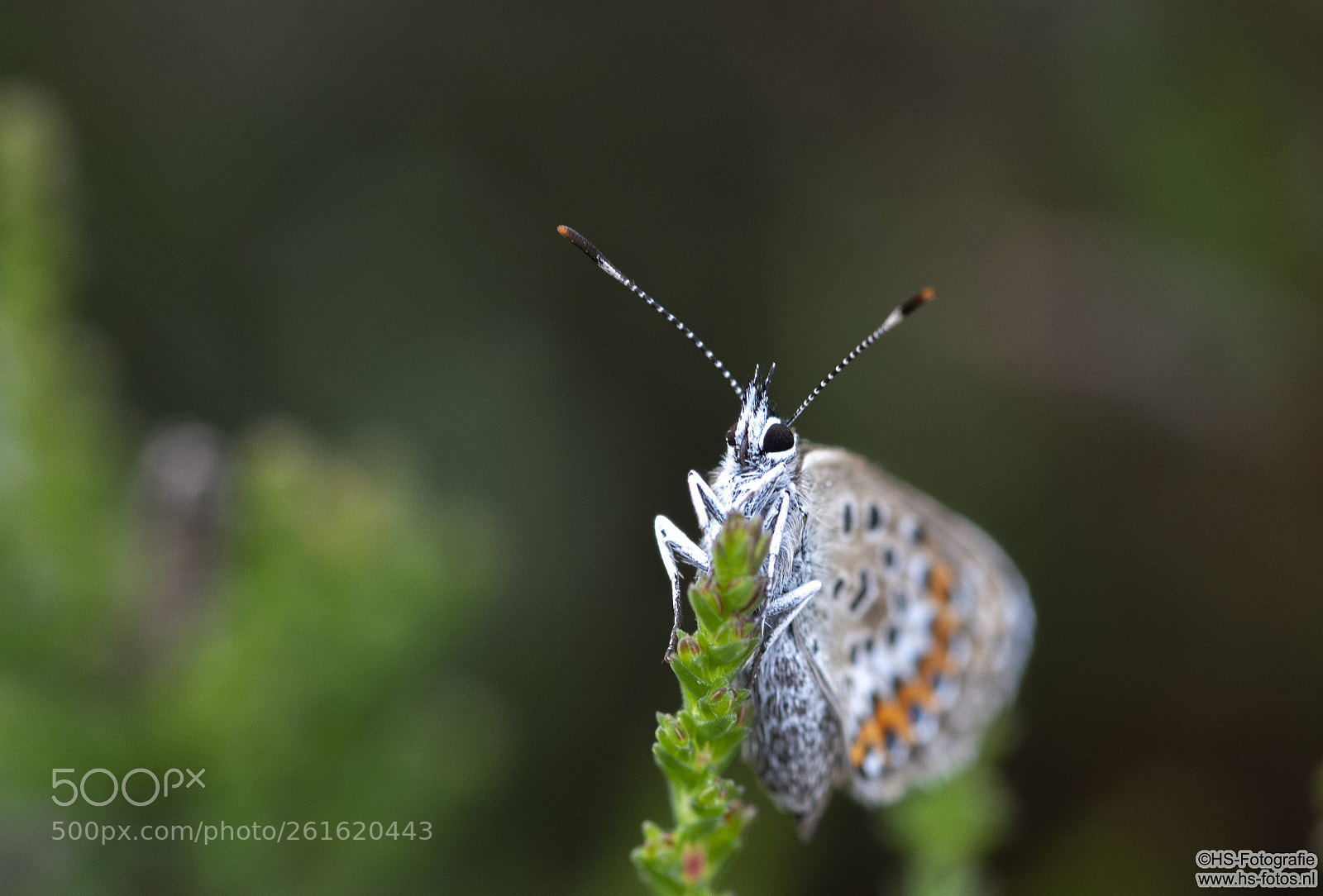 Nikon D500 sample photo. 2 blue butterfly blauwtjes photography
