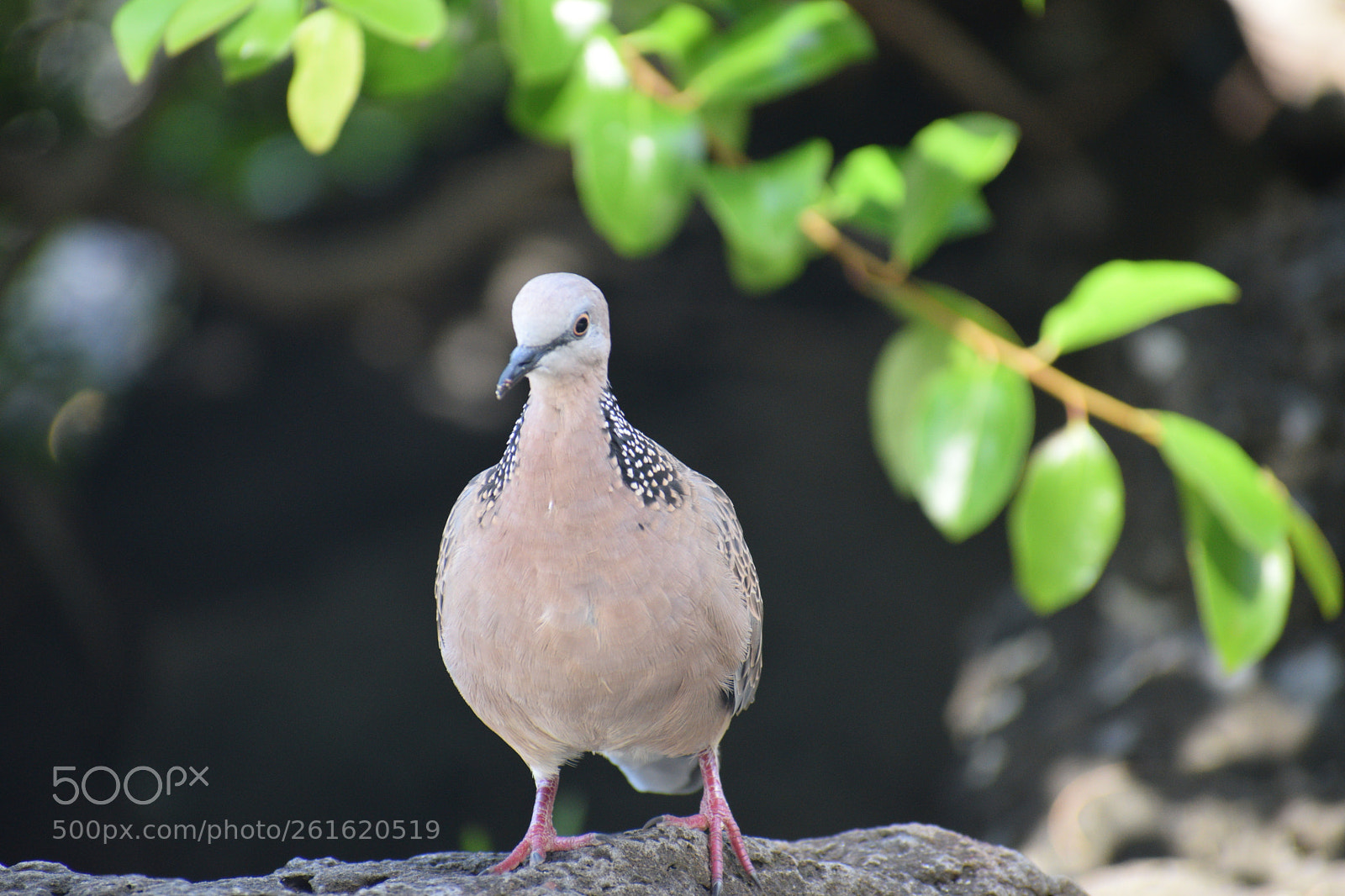 Nikon D5300 sample photo. Bird man photography