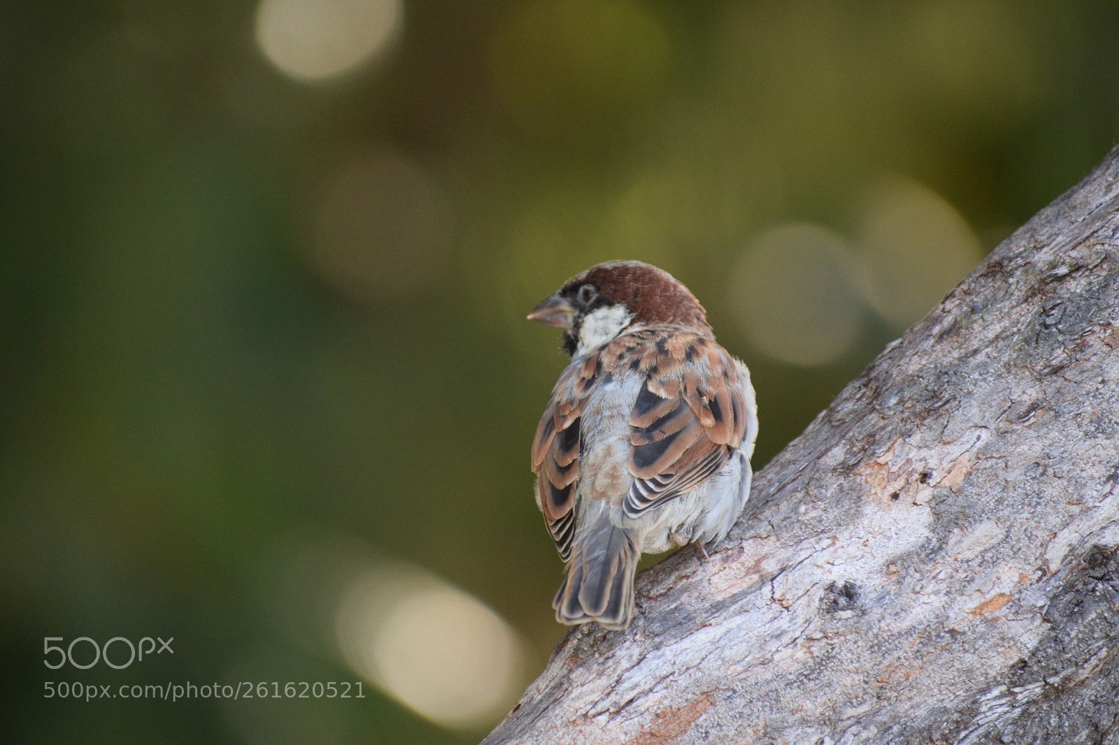 Nikon D5300 sample photo. About to fly photography