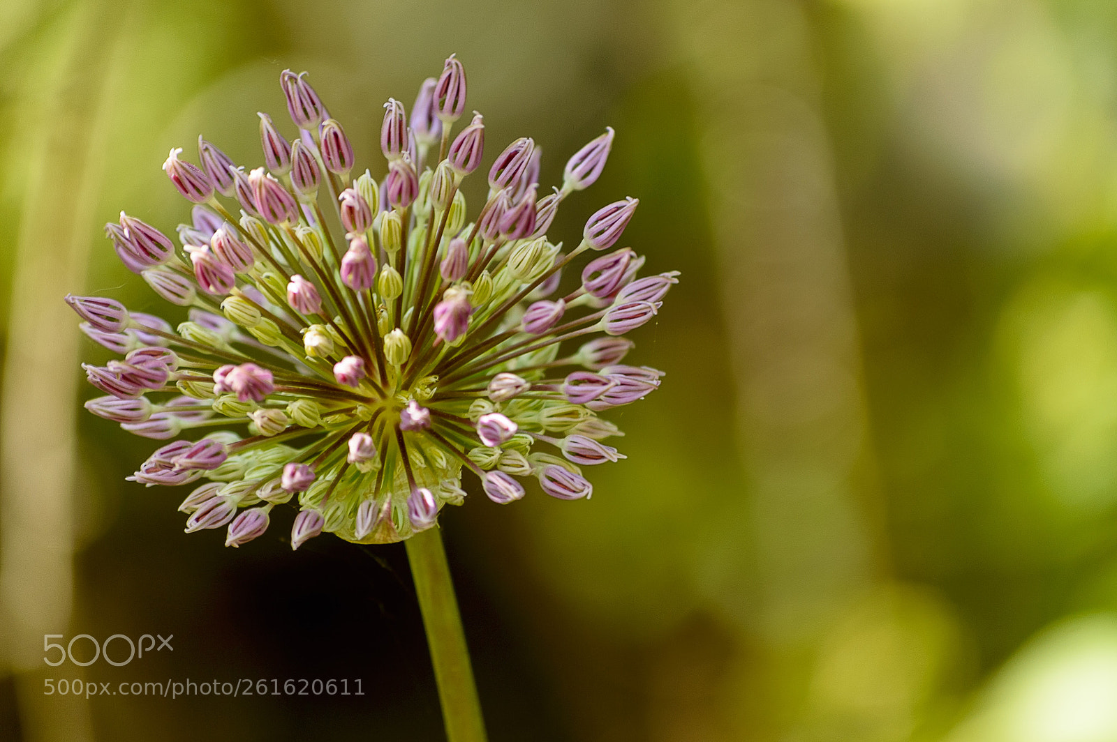 Nikon D3200 sample photo. Allium photography