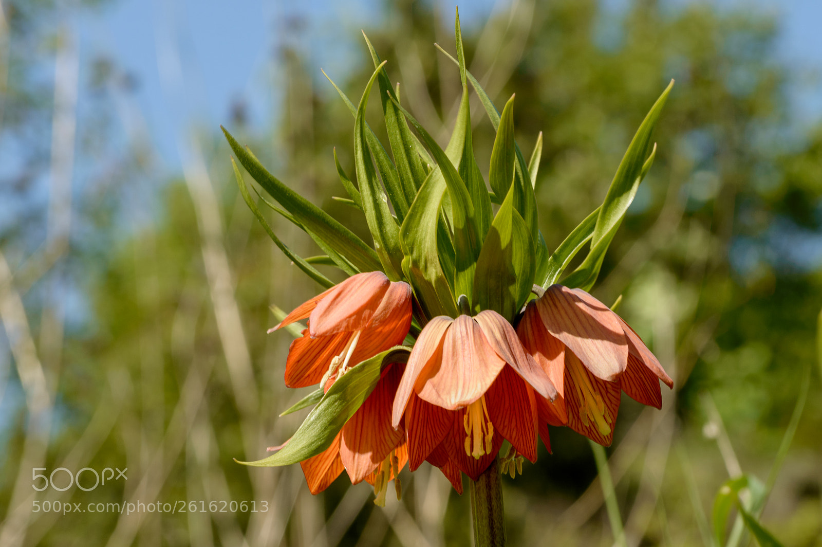Nikon D3200 sample photo. Fritillaria imperialis photography