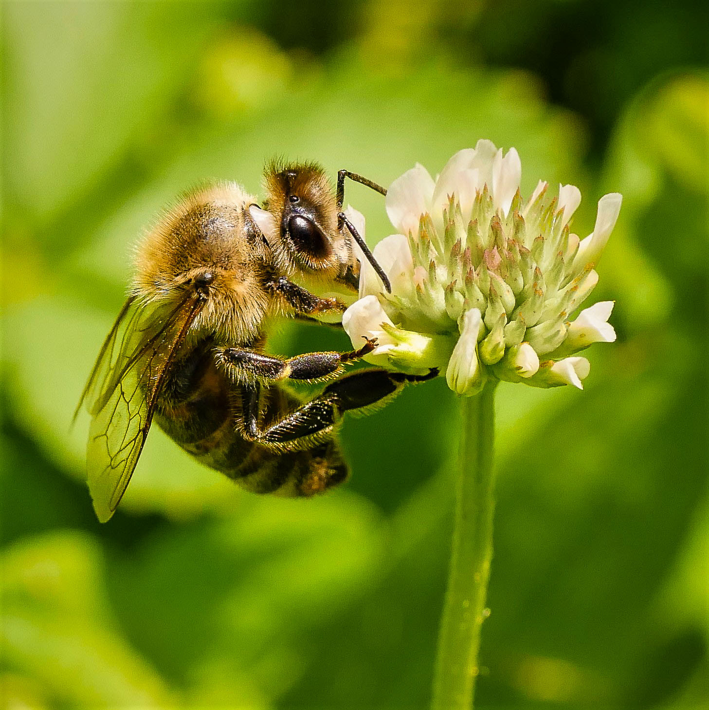 Panasonic DMC-G81 sample photo. Bee in the clover photography