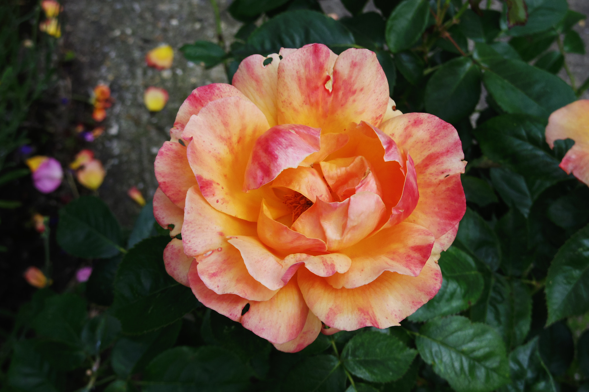 Pentax Q10 + Pentax 01 Standard Prime sample photo. Pastel pinks photography