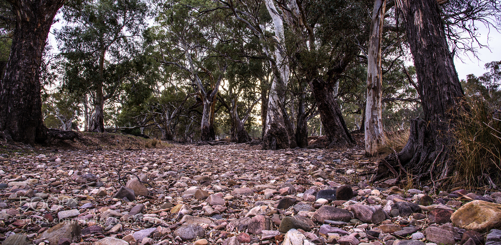 Nikon D810 sample photo. Dry creek bed,flinders ranges,south photography