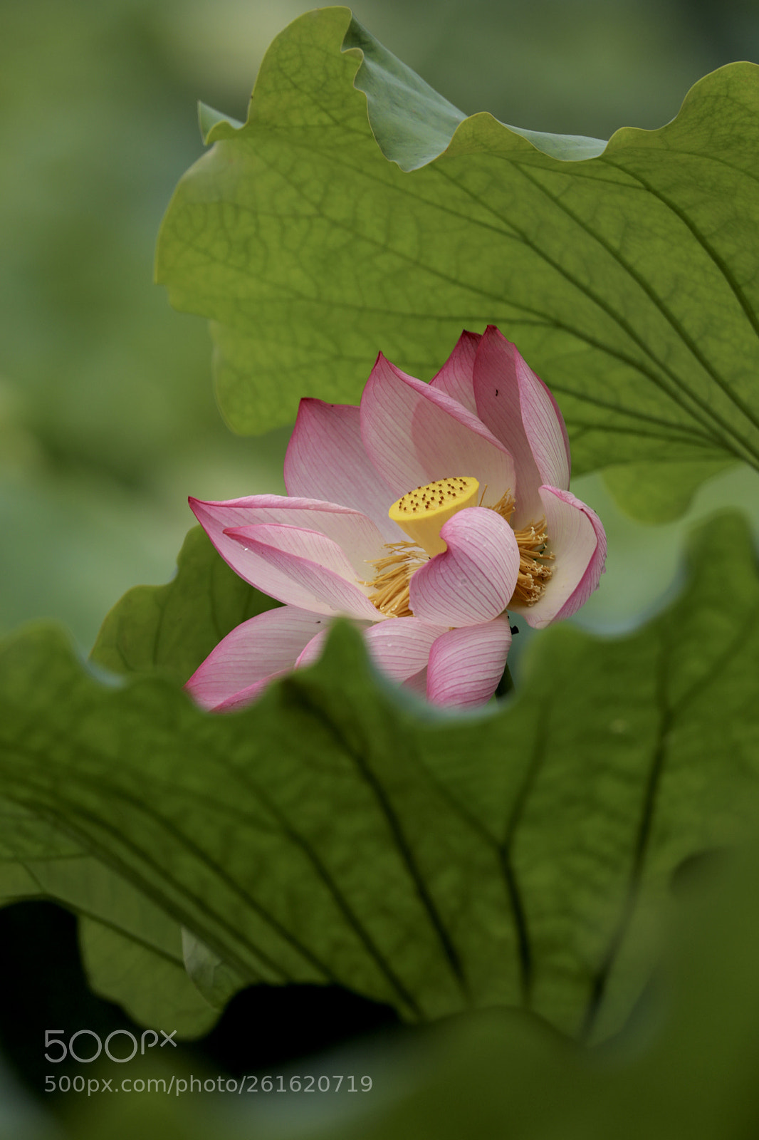 Canon EOS 5D Mark IV sample photo. 西溪湿地荷花 photography