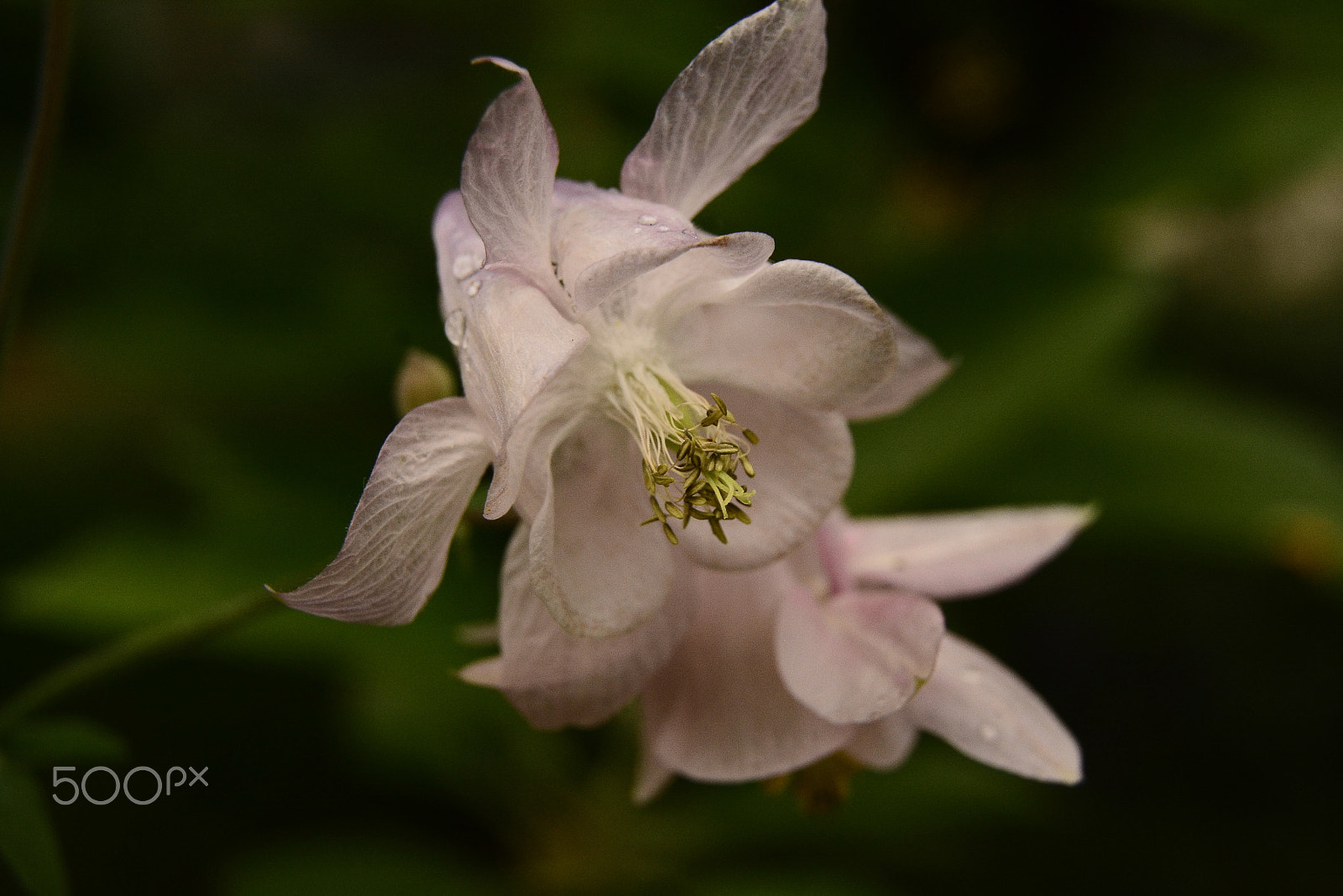 Sigma 17-50mm F2.8 EX DC OS HSM sample photo. Delicate photography