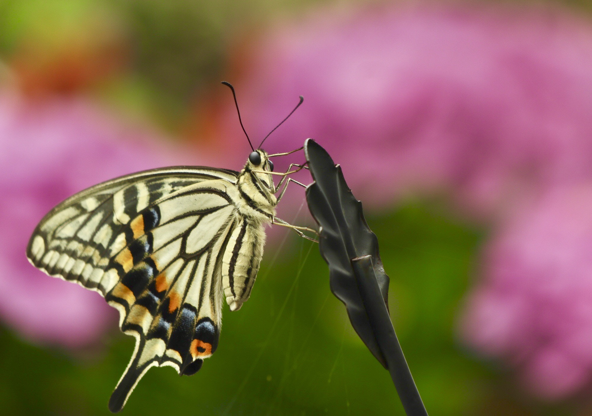 Canon EOS M5 sample photo. Butterfly and hydrangea photography