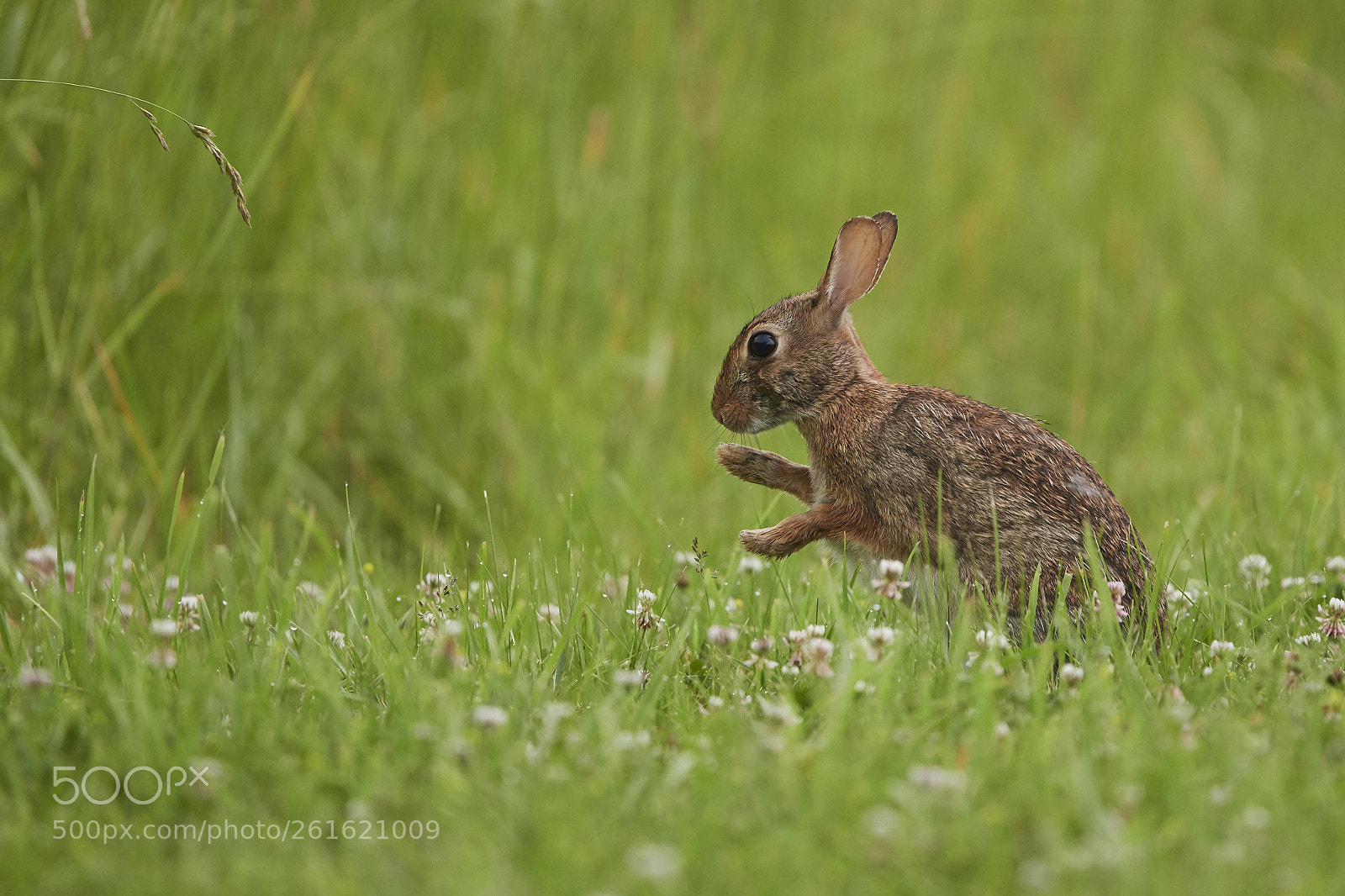 Nikon D500 sample photo. Eastern cottontail photography
