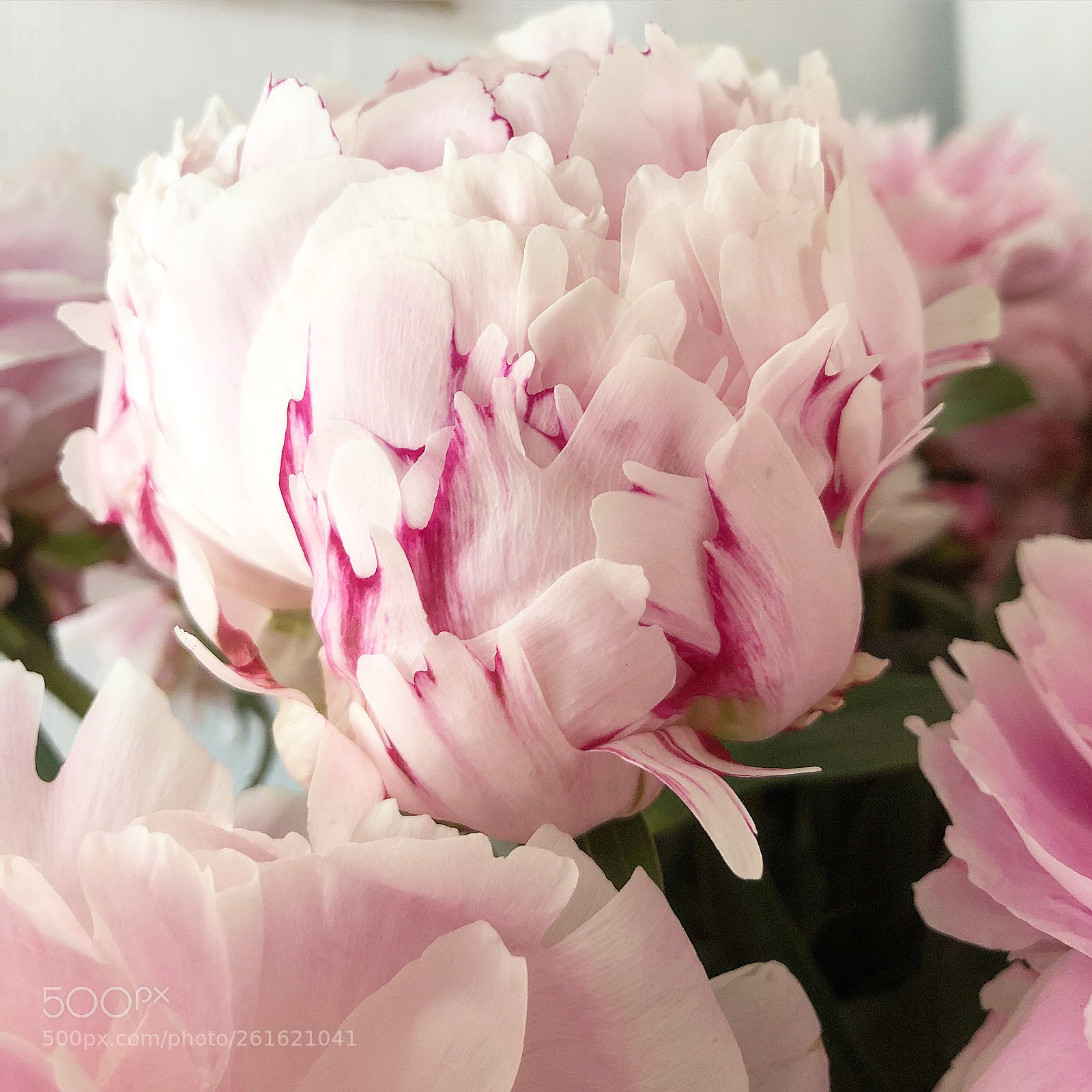 Apple iPhone 8 Plus sample photo. Peonies photography