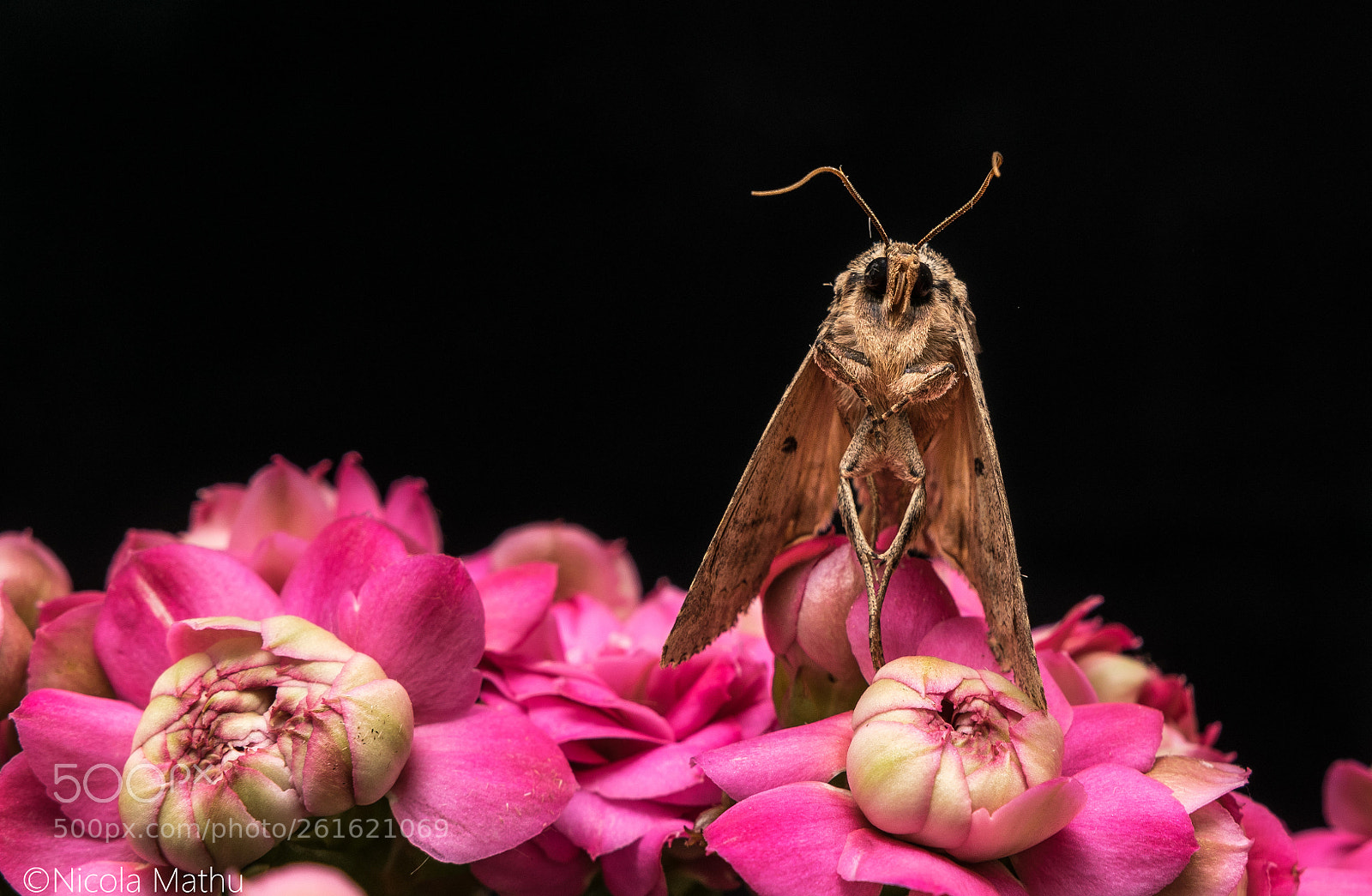 Nikon D5300 sample photo. Moth photography