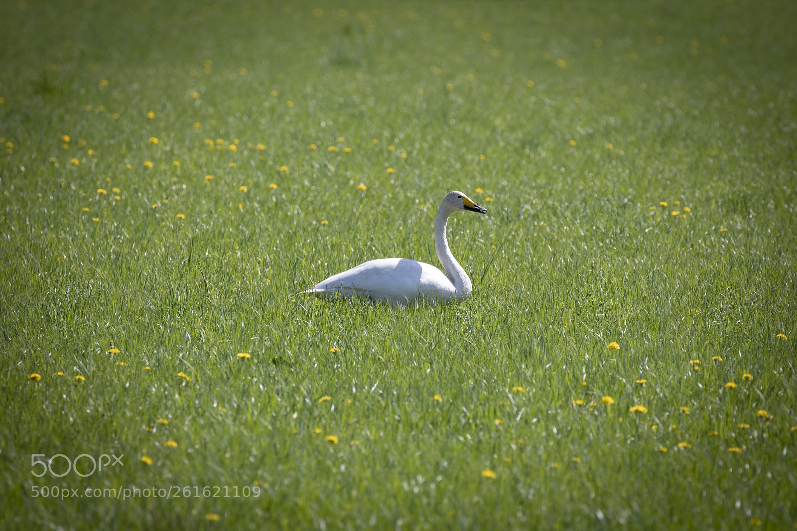 Canon EOS 5D Mark IV sample photo. Greenish photography