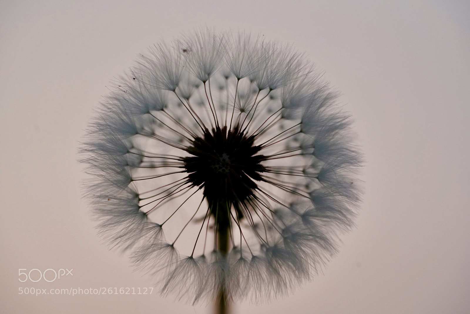 Sony a7R III sample photo. 蒲公英 photography