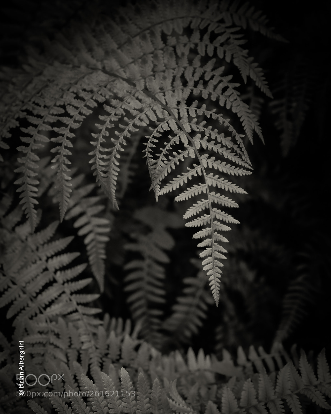 Nikon D7100 sample photo. Fern photography