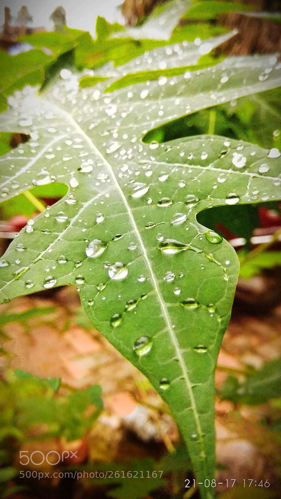Xiaomi Redmi Note 4 sample photo. Leaf photography