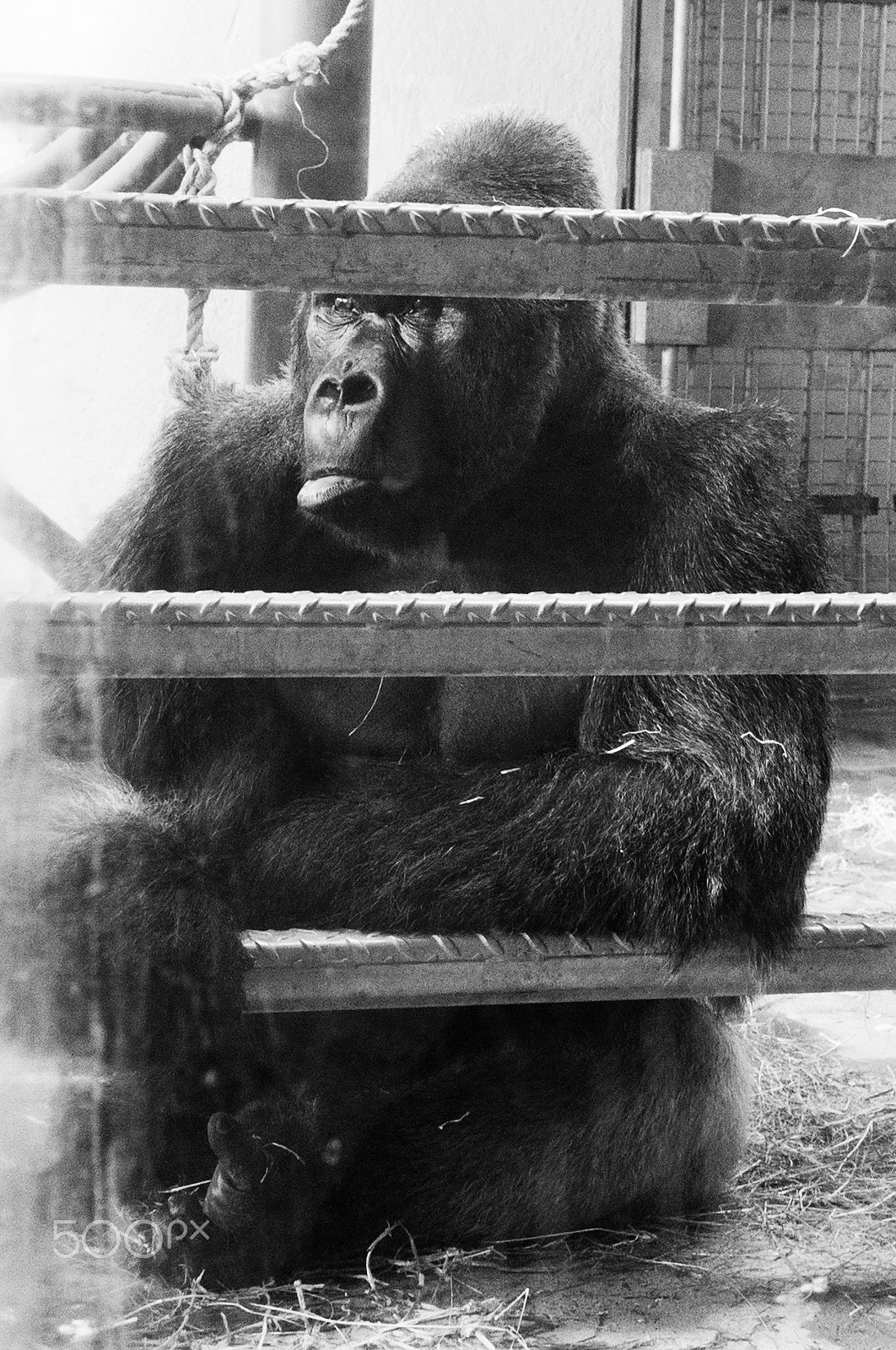 Fujifilm FinePix X100 sample photo. Silverback photography