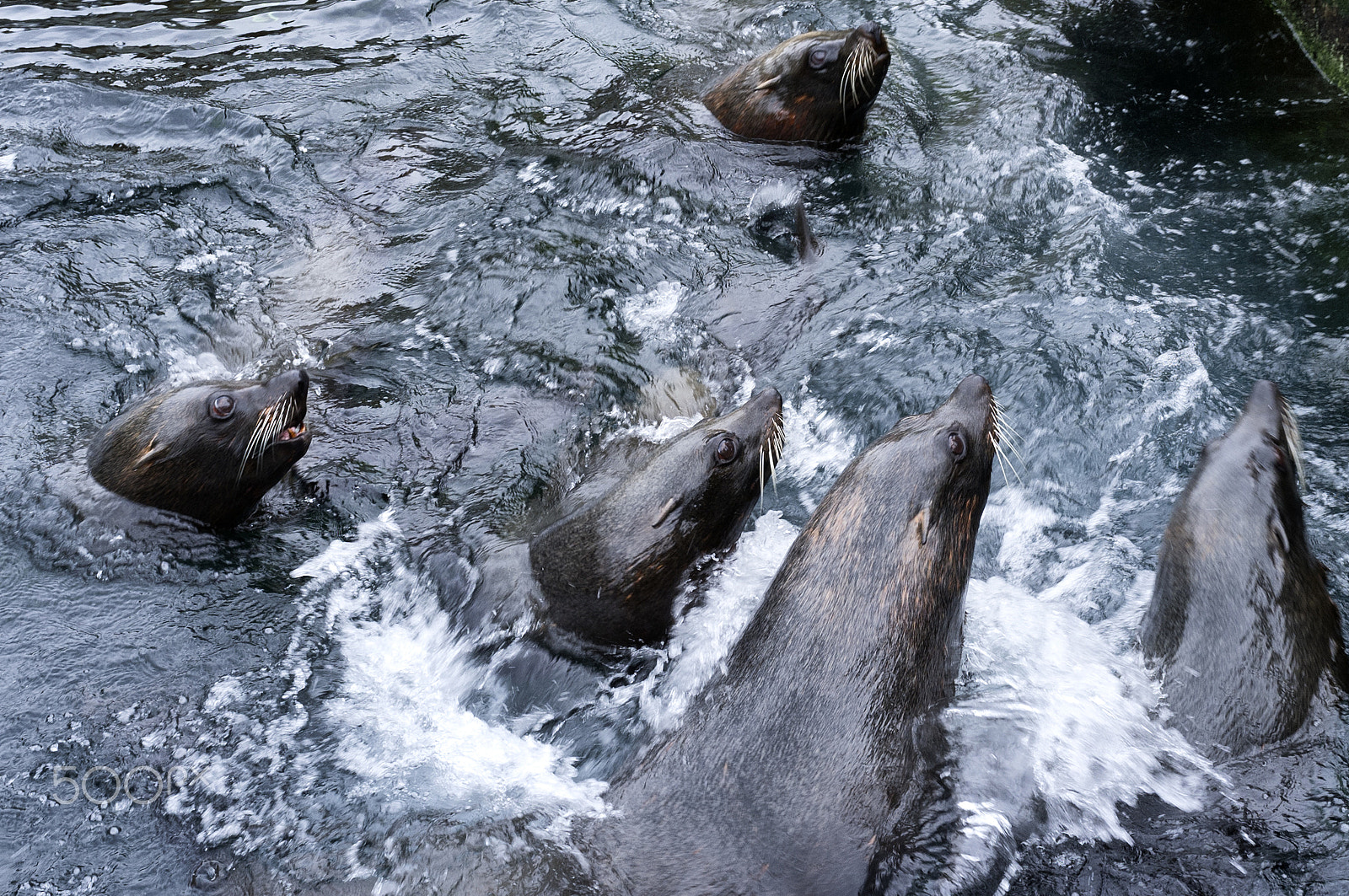 Fujifilm FinePix X100 sample photo. Hungry sea lions photography